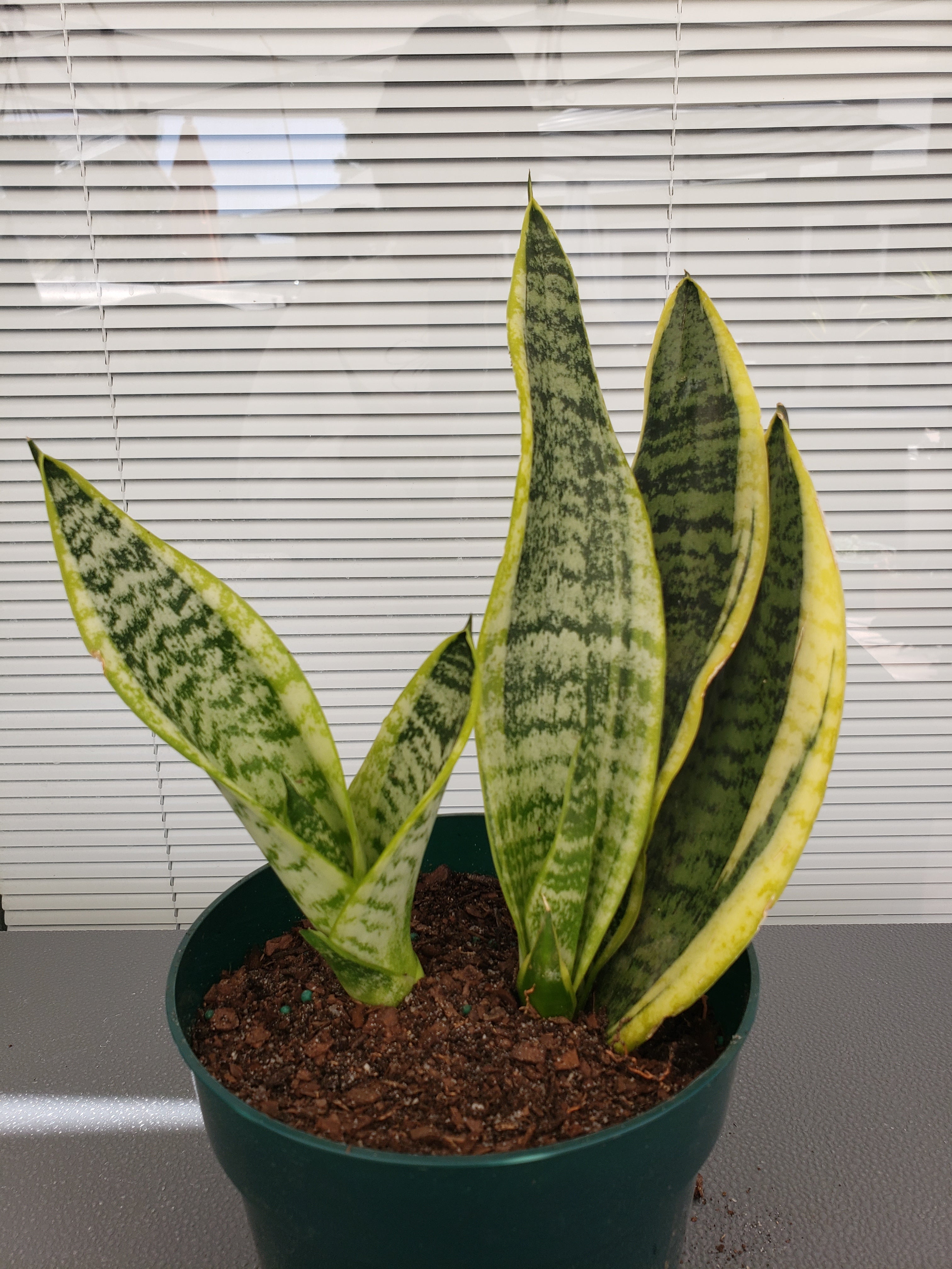 Sansevieria Futura Superba in 1 gallon pot. Will ship bare root