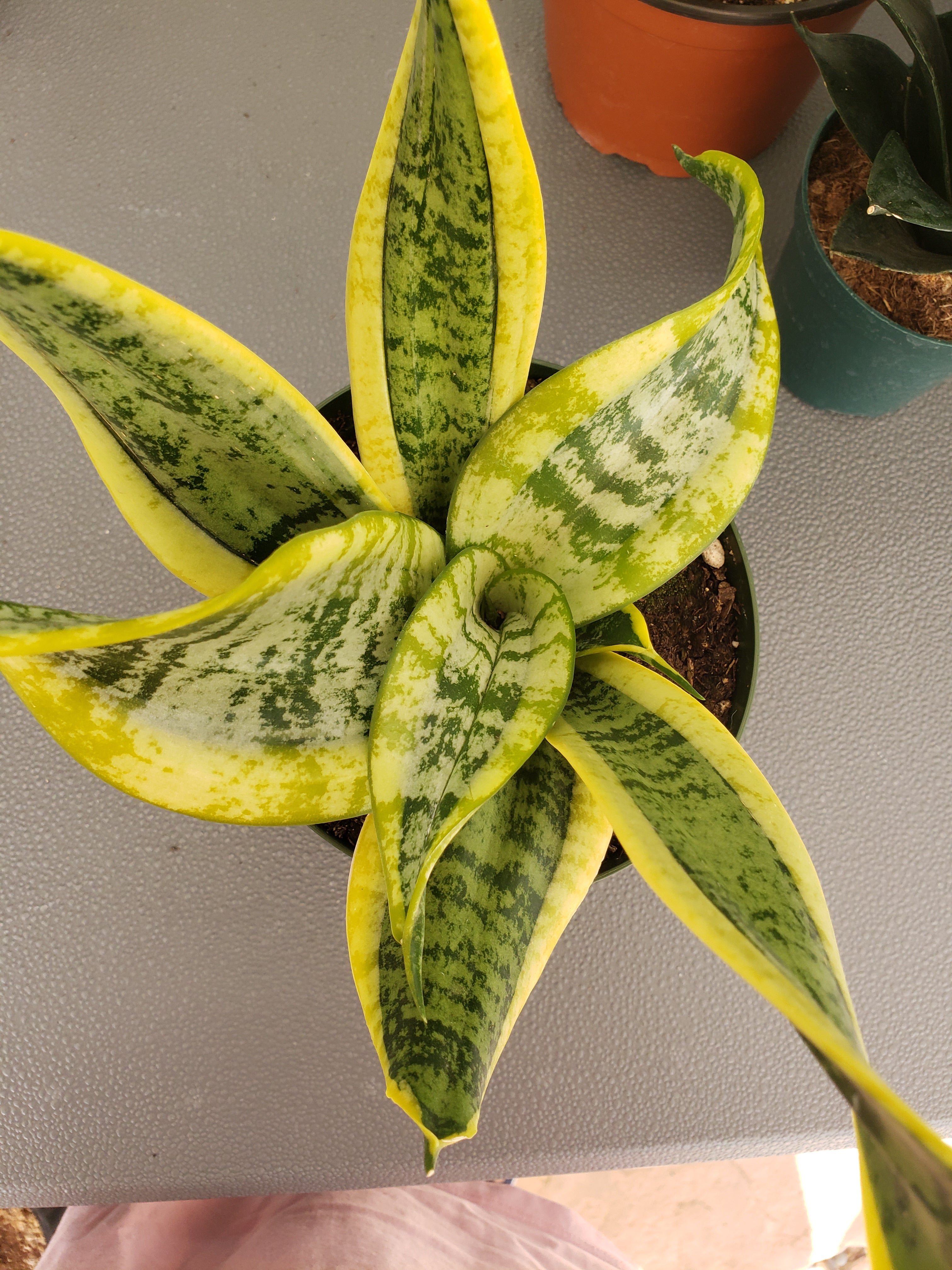 Sansevieria Twist - rooted in 6" pot. Will ship bare root.