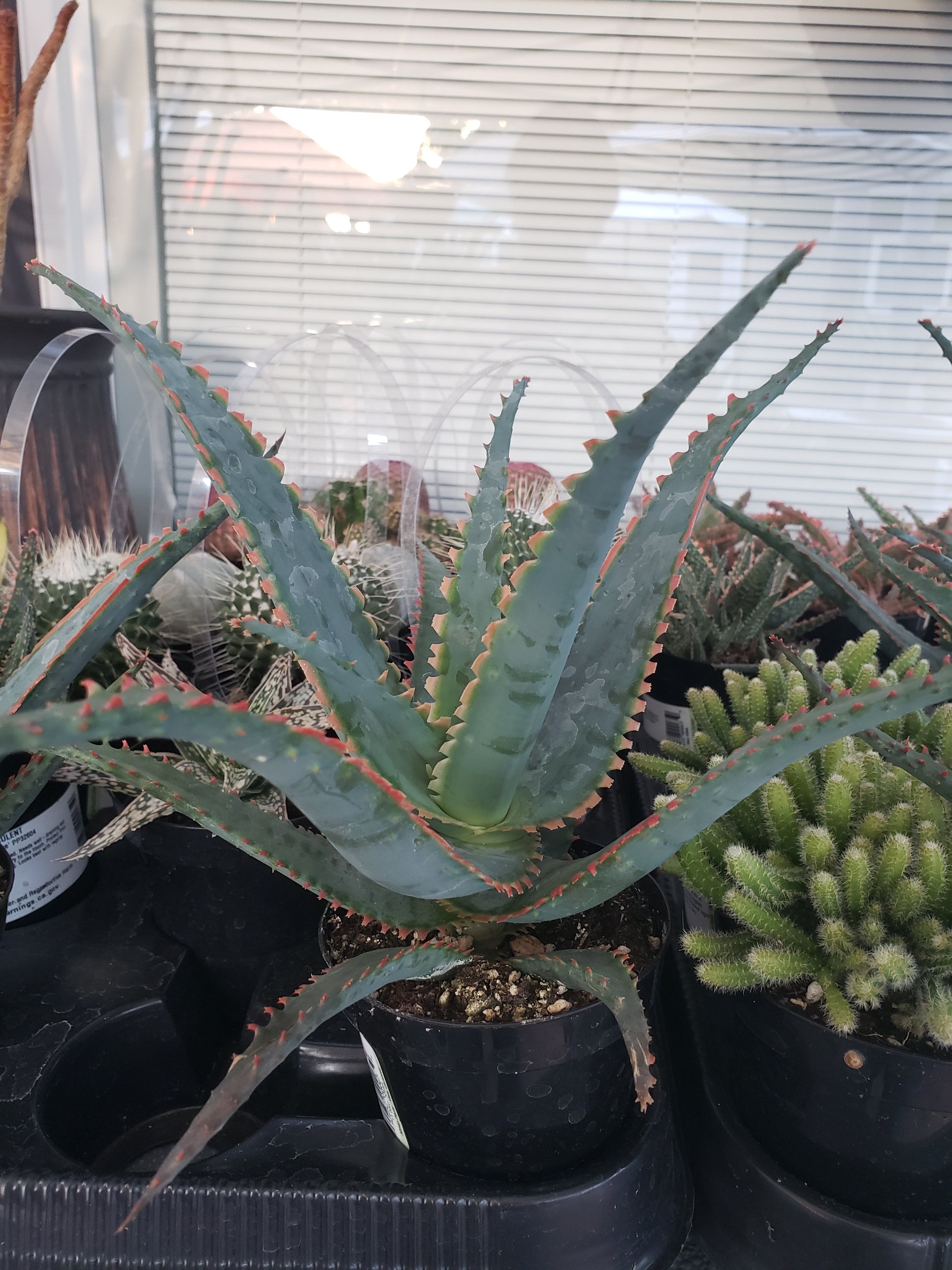 Aloe Sword Fish rooted in 4" pot. Will ship bare root.