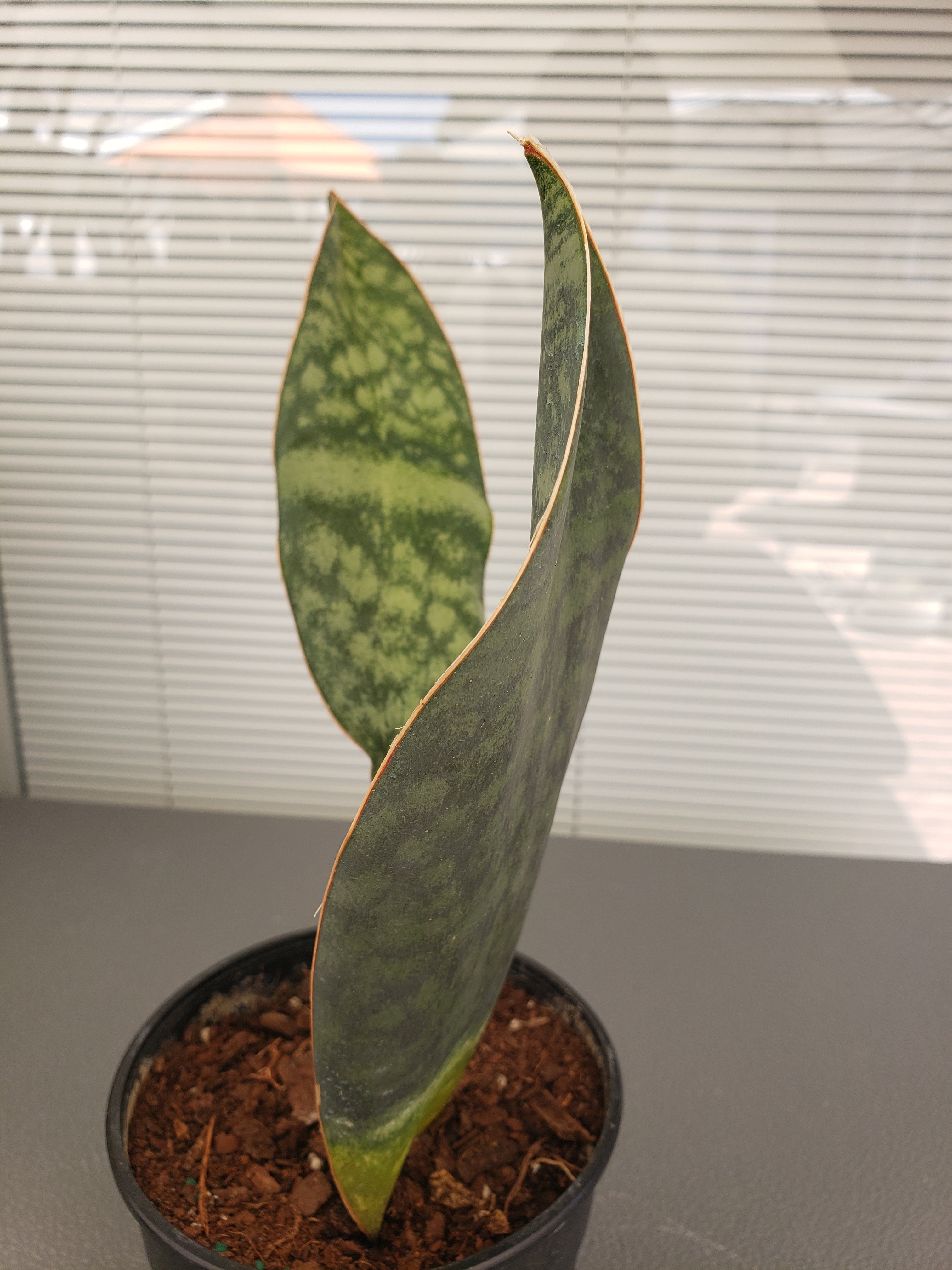 Sansevieria Masoniana Whale Fin Plant - 13" -  15" Tall