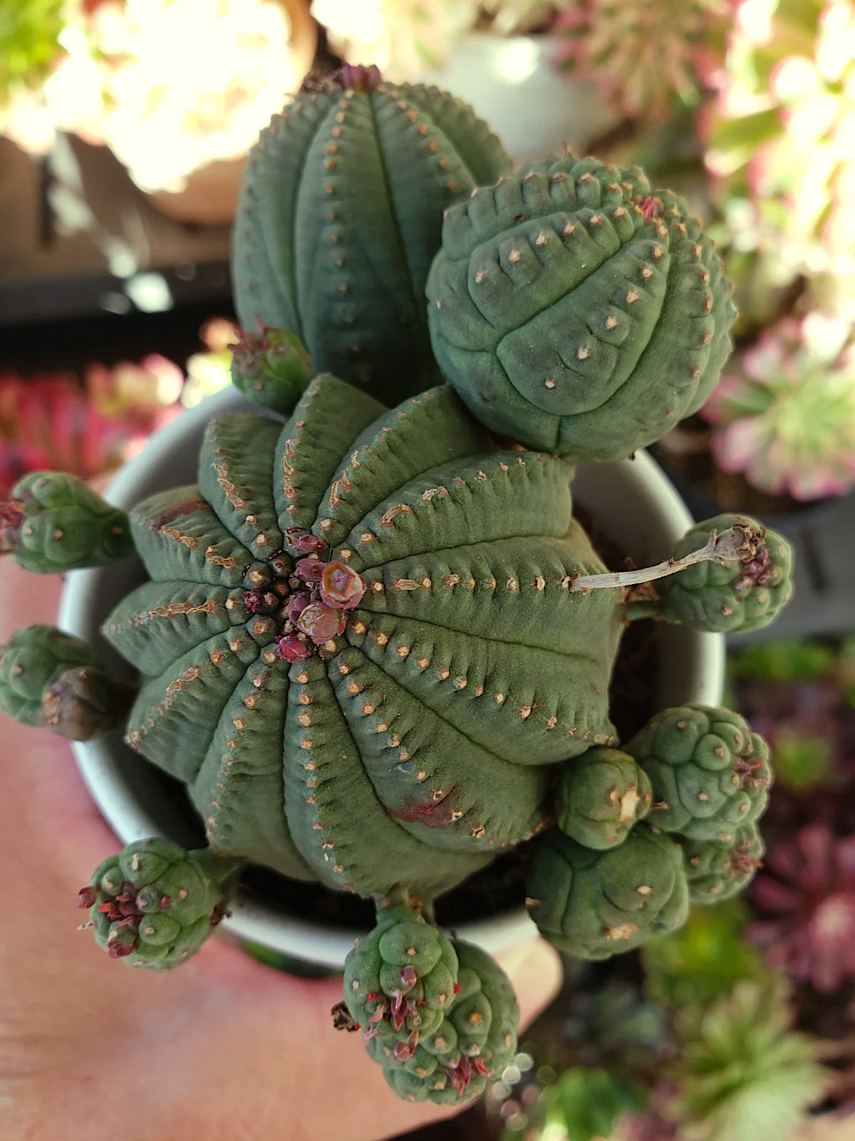 Euphorbia Obesa / Basketball plant