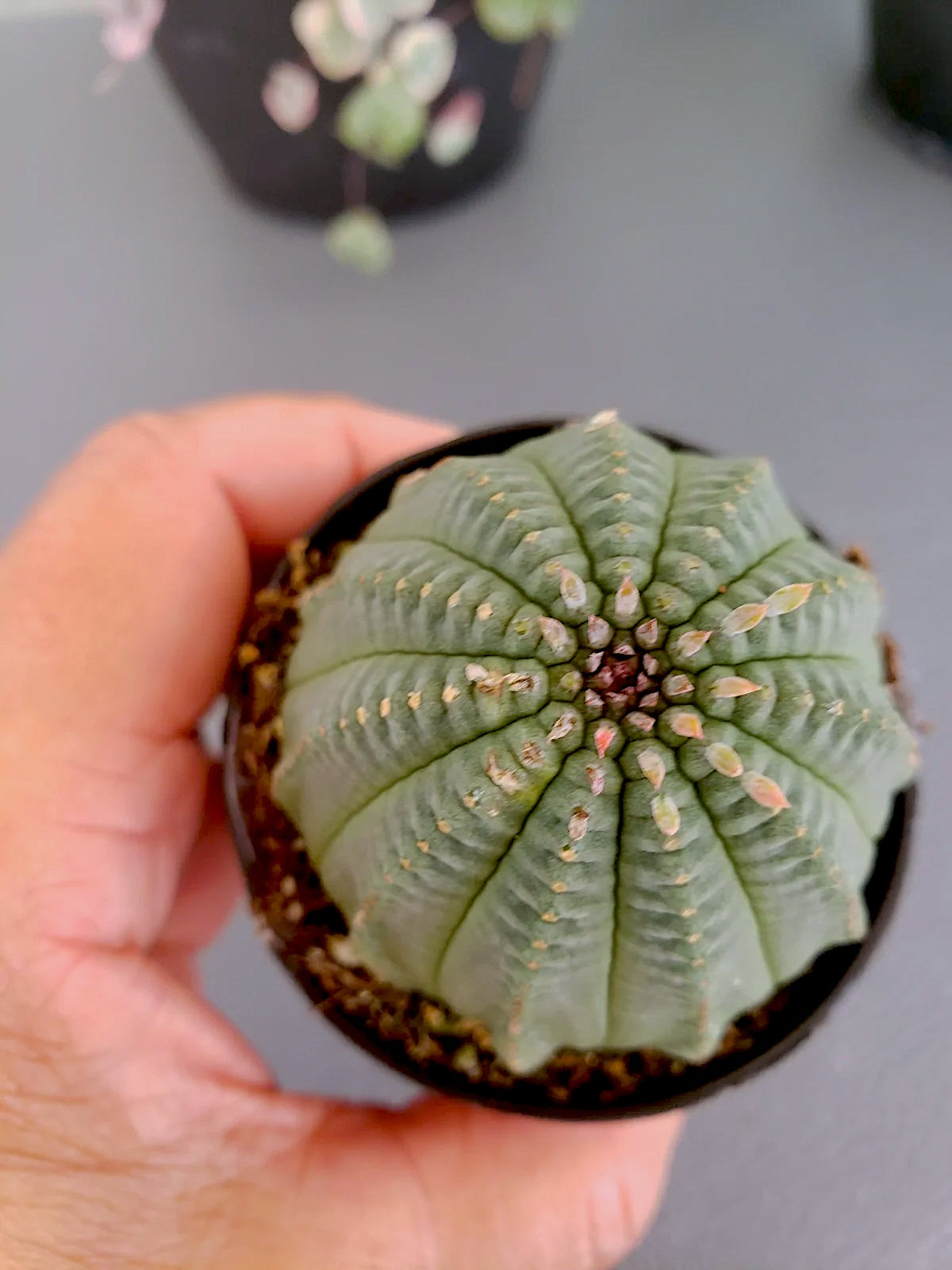 Euphorbia Obesa / Basketball plant succulent. Rooted in 2.5 inch pot