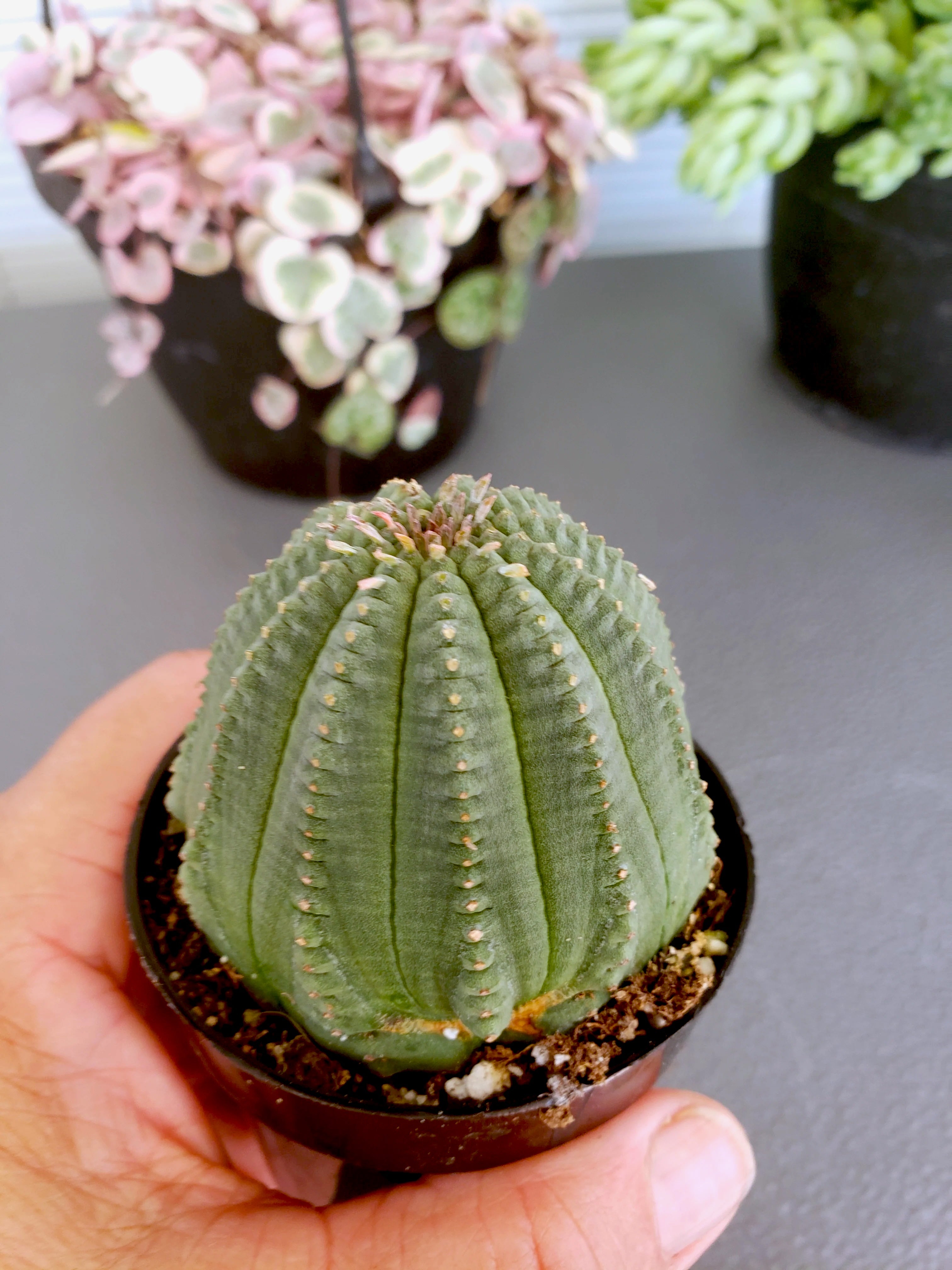 Euphorbia Obesa / Basketball plant succulent. Rooted in 2.5 inch pot