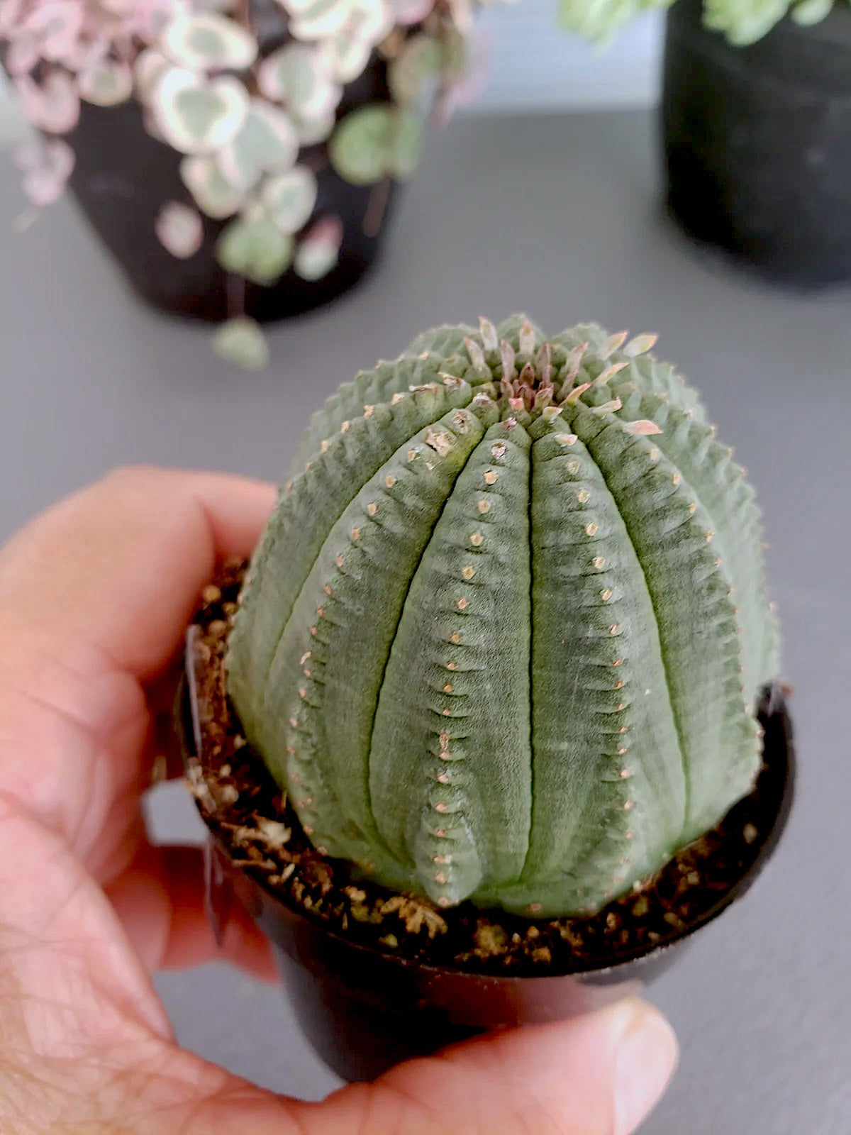 Euphorbia Obesa / Basketball plant succulent. Rooted in 2.5 inch pot