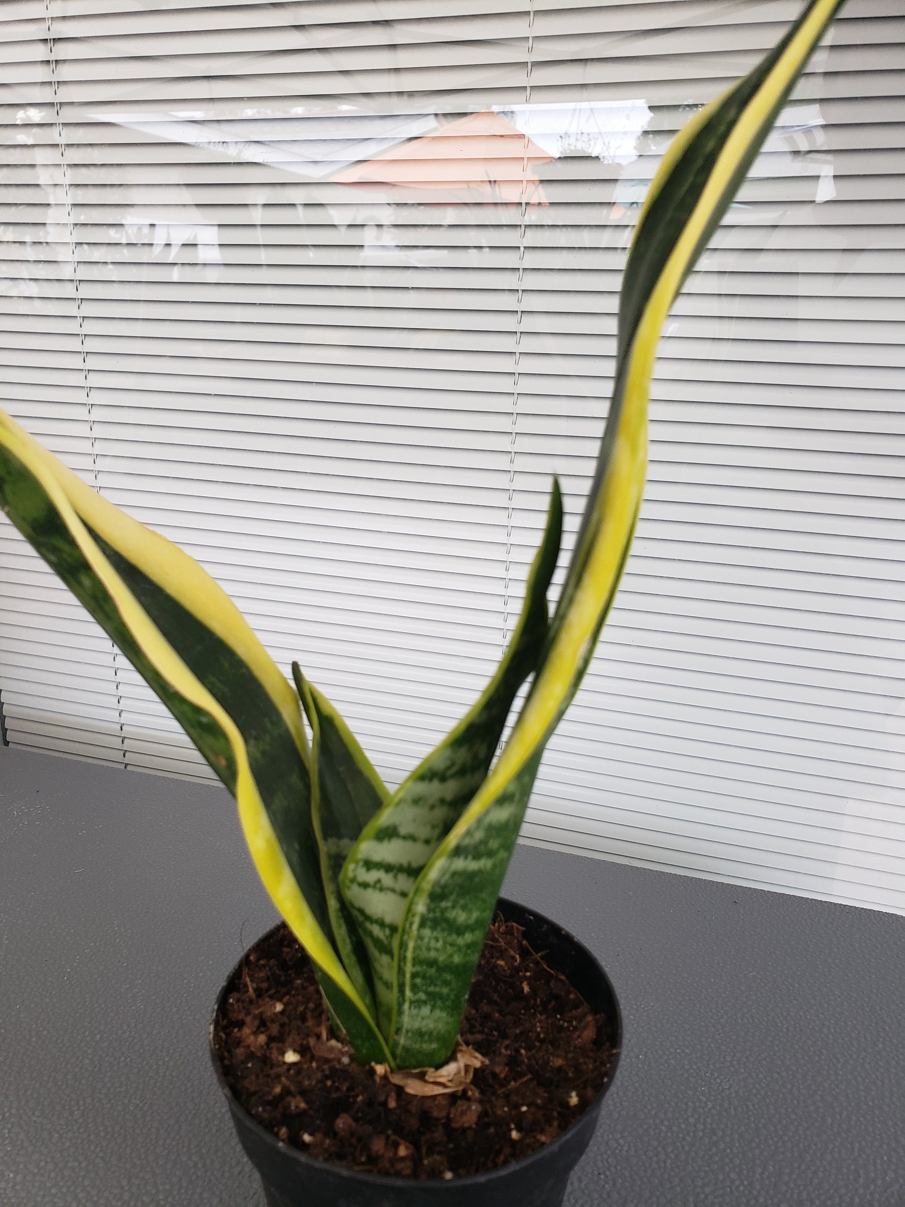 Sansevieria Black Gold Compacta succulent - rooted in 4 inch pot.