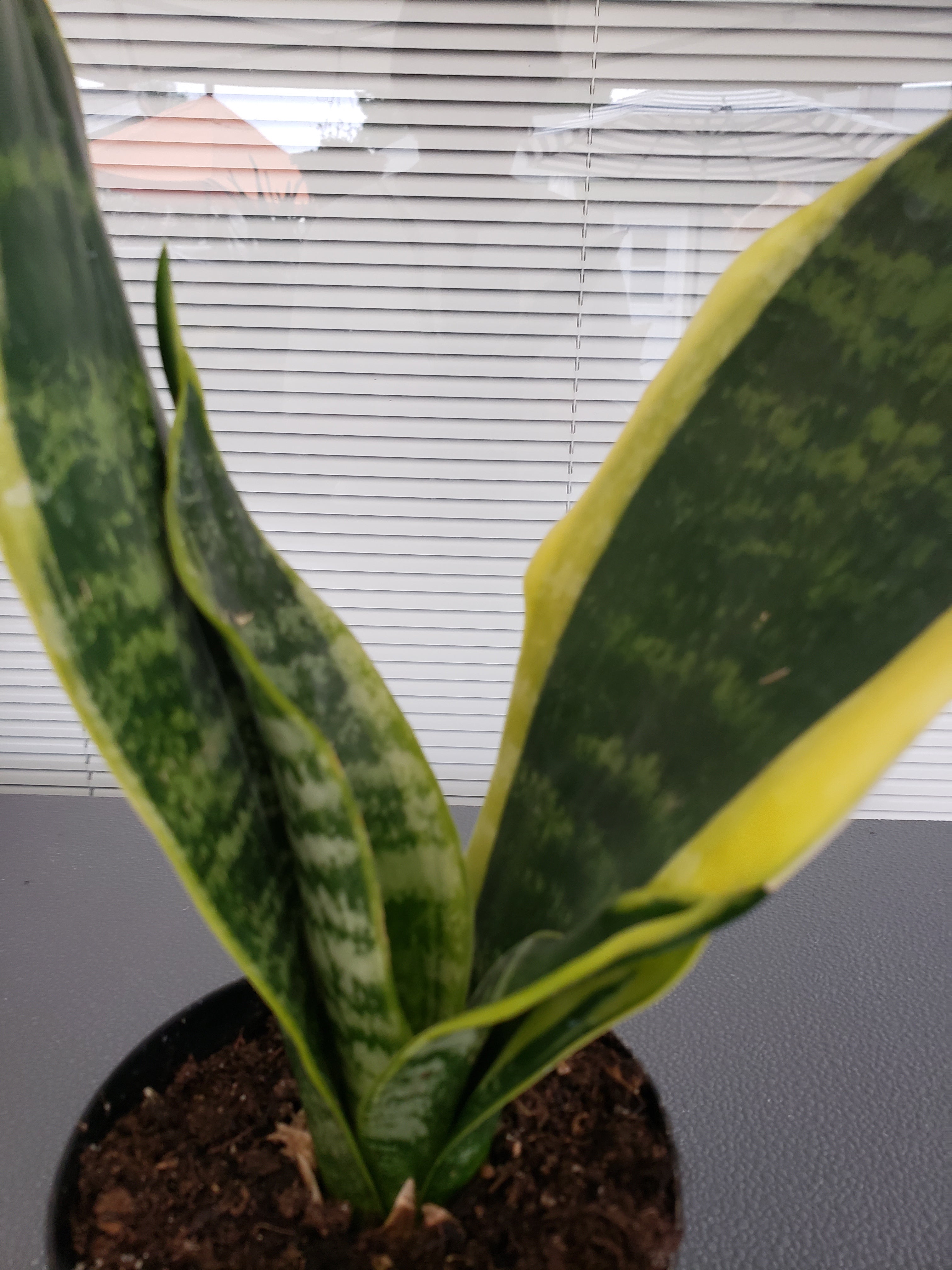 Sansevieria Black Gold Compacta succulent - rooted in 4 inch pot.