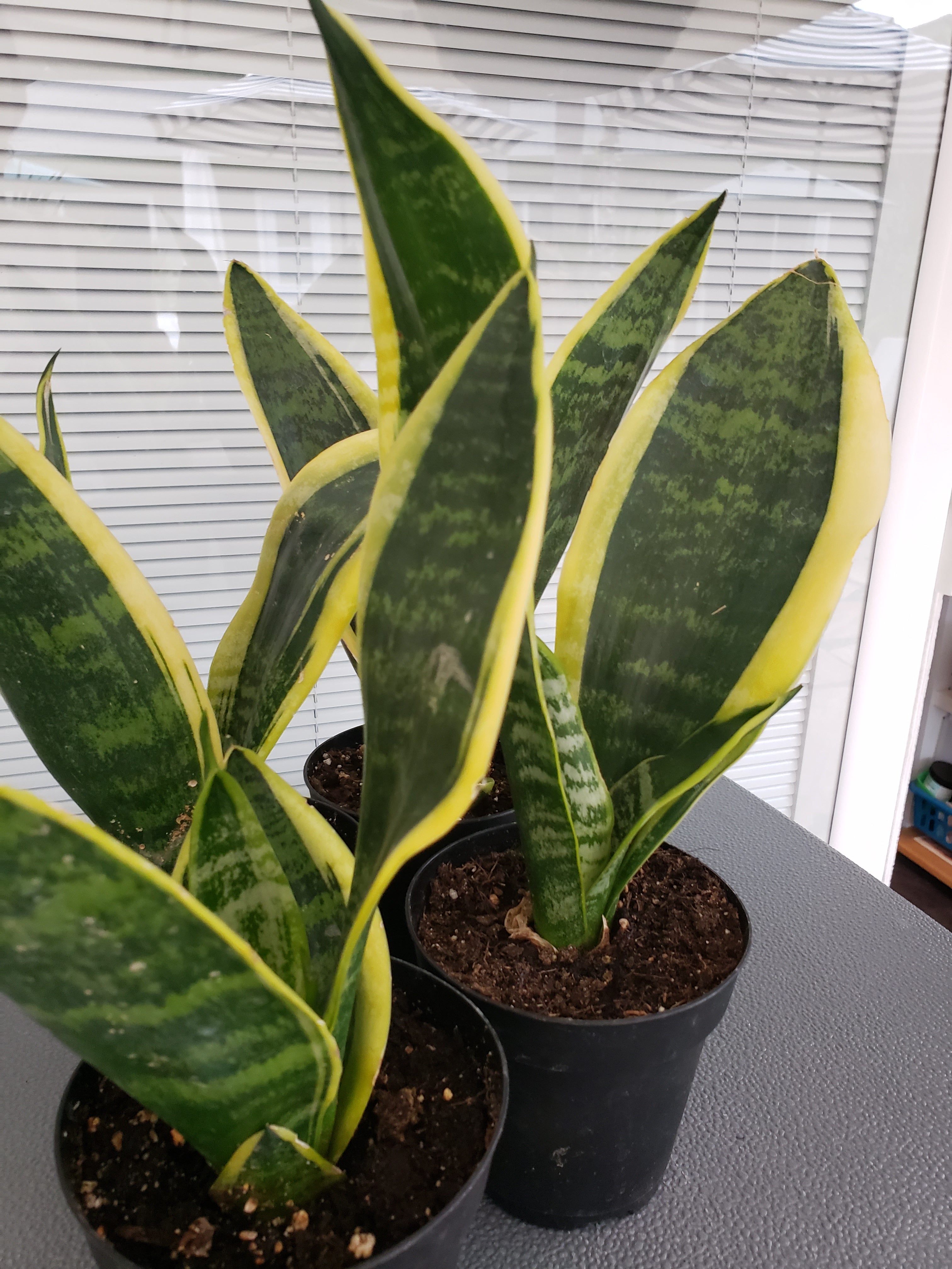 Sansevieria Black Gold Compacta succulent - rooted in 4 inch pot.