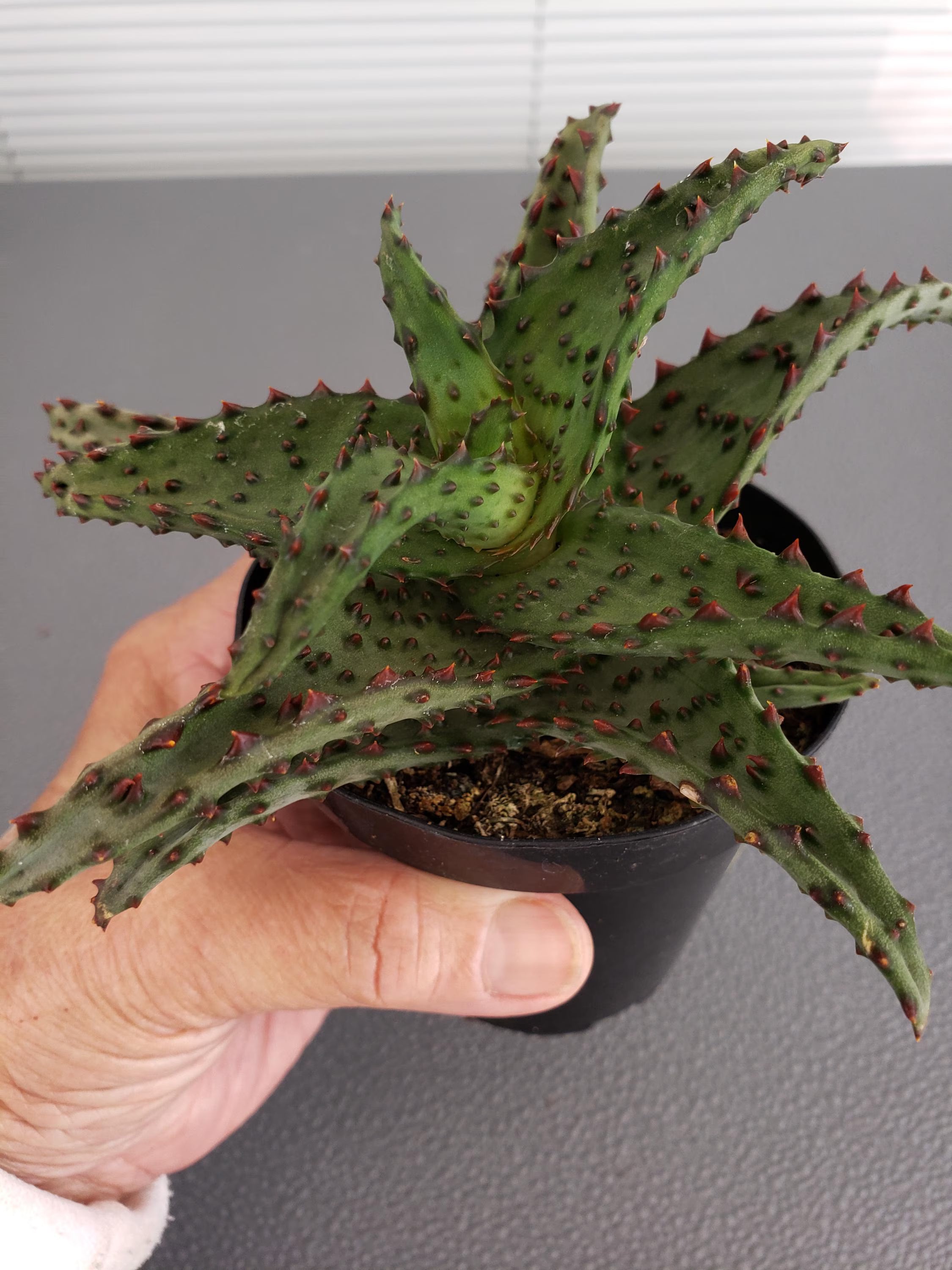 Aloe Castilloniae Blue hybrid succulent in 4 inch pot.  Unusual Cliff Dwelling Aloe.