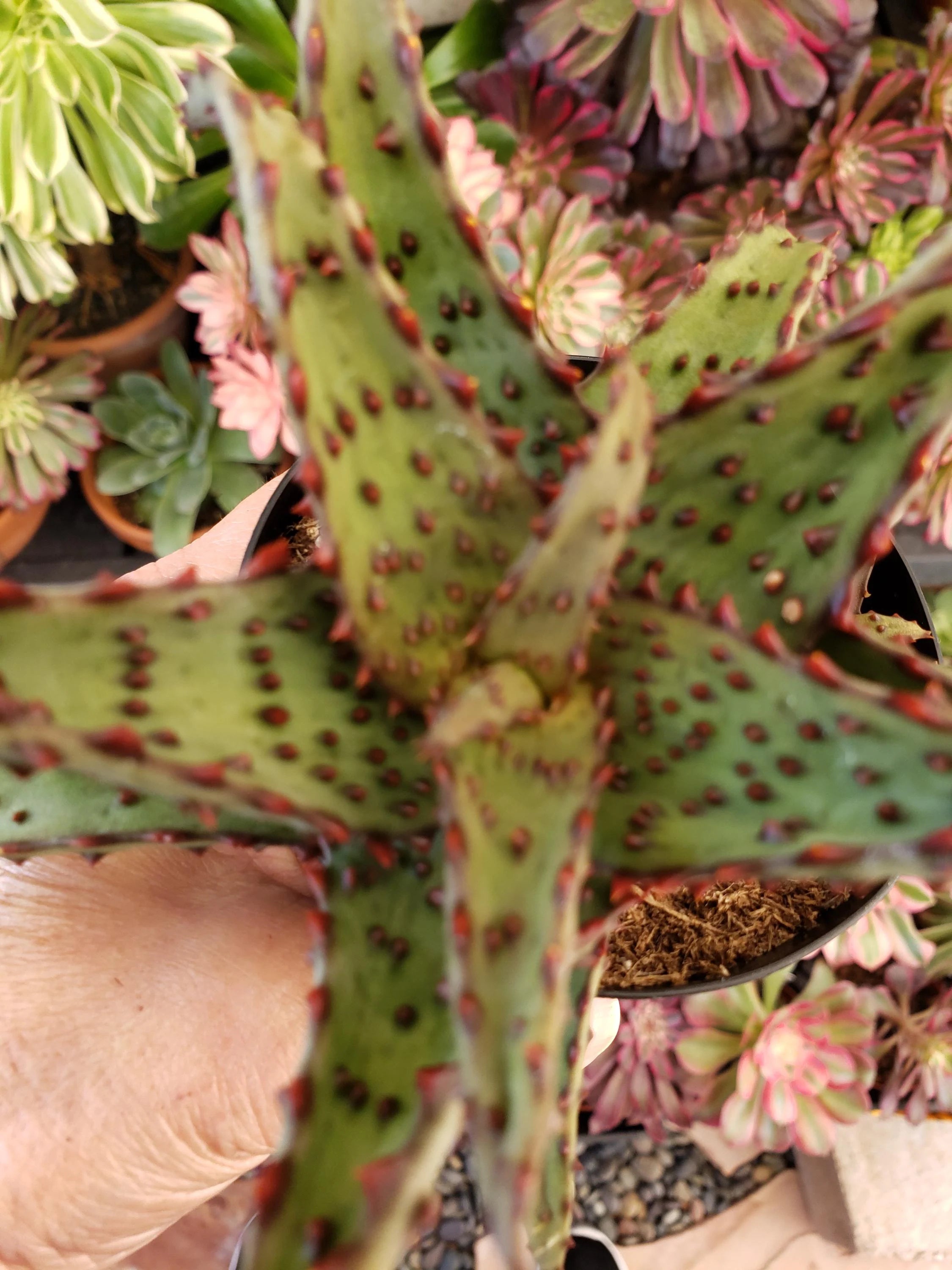 Aloe Castilloniae Blue hybrid succulent in 4 inch pot.  Unusual Cliff Dwelling Aloe.