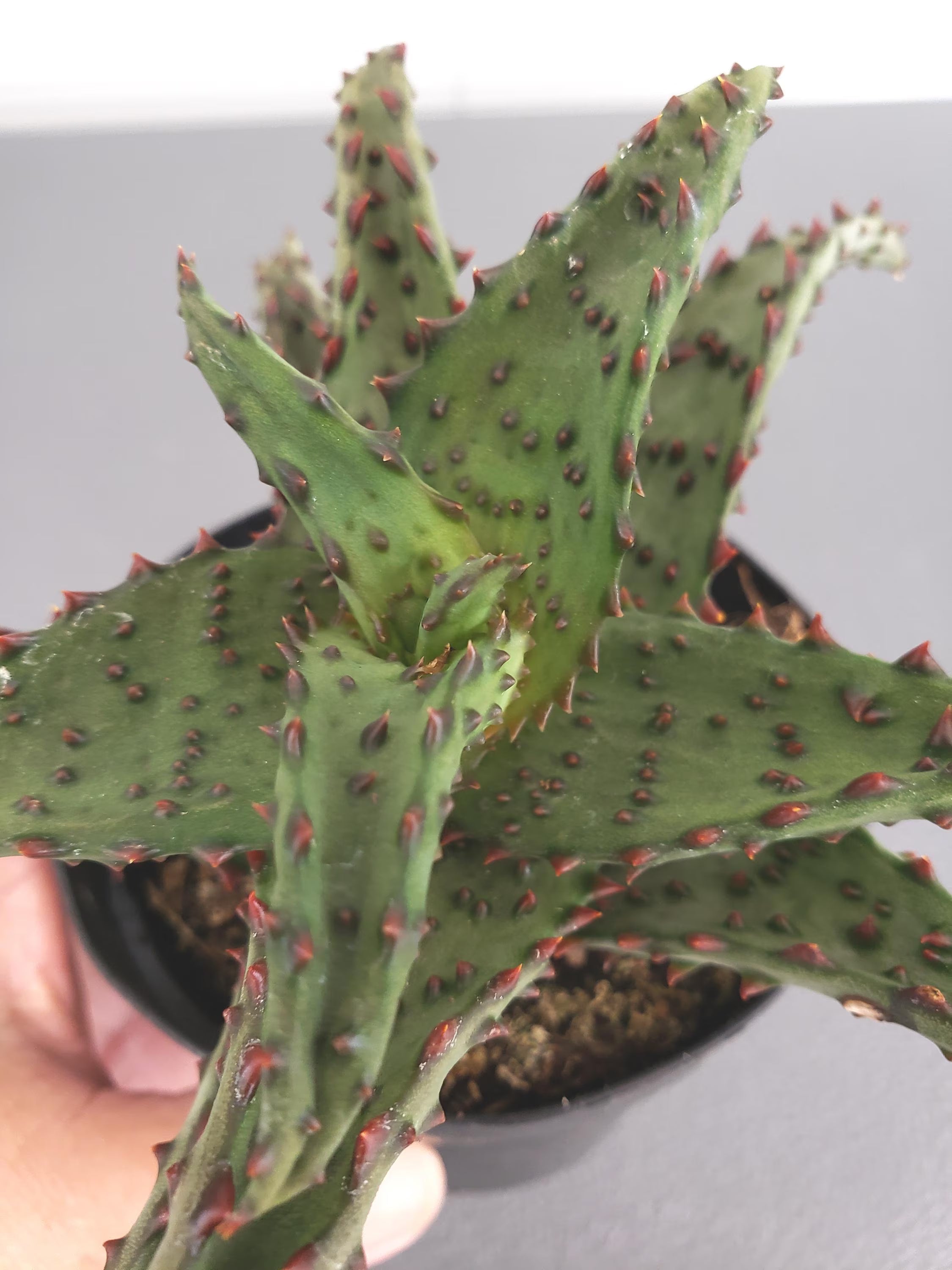 Aloe Castilloniae Blue hybrid succulent in 4 inch pot.  Unusual Cliff Dwelling Aloe.