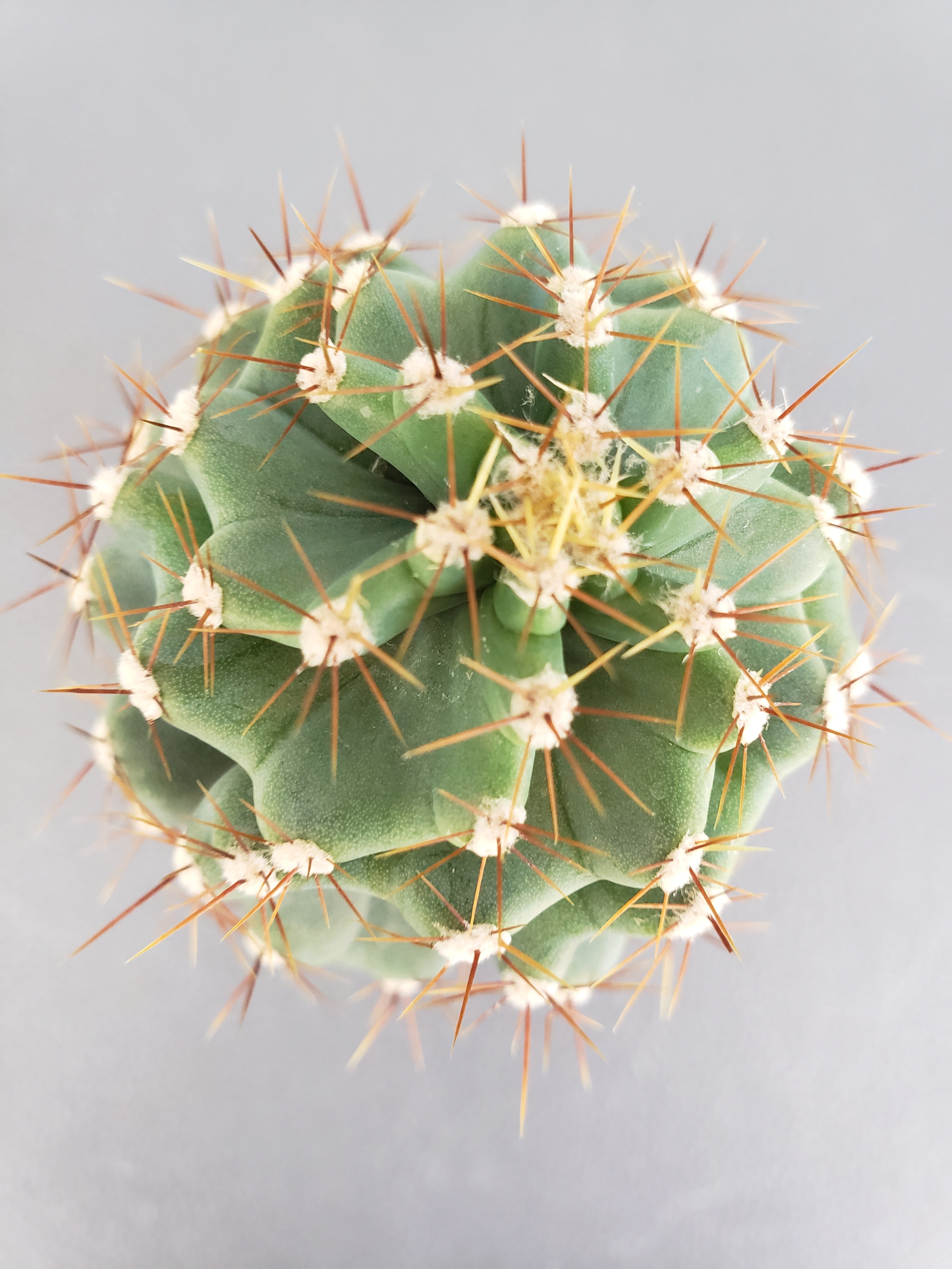 Spiral cactus - Cereus Forbesil Spiralis in 4 inch pot - 5 inches tall.