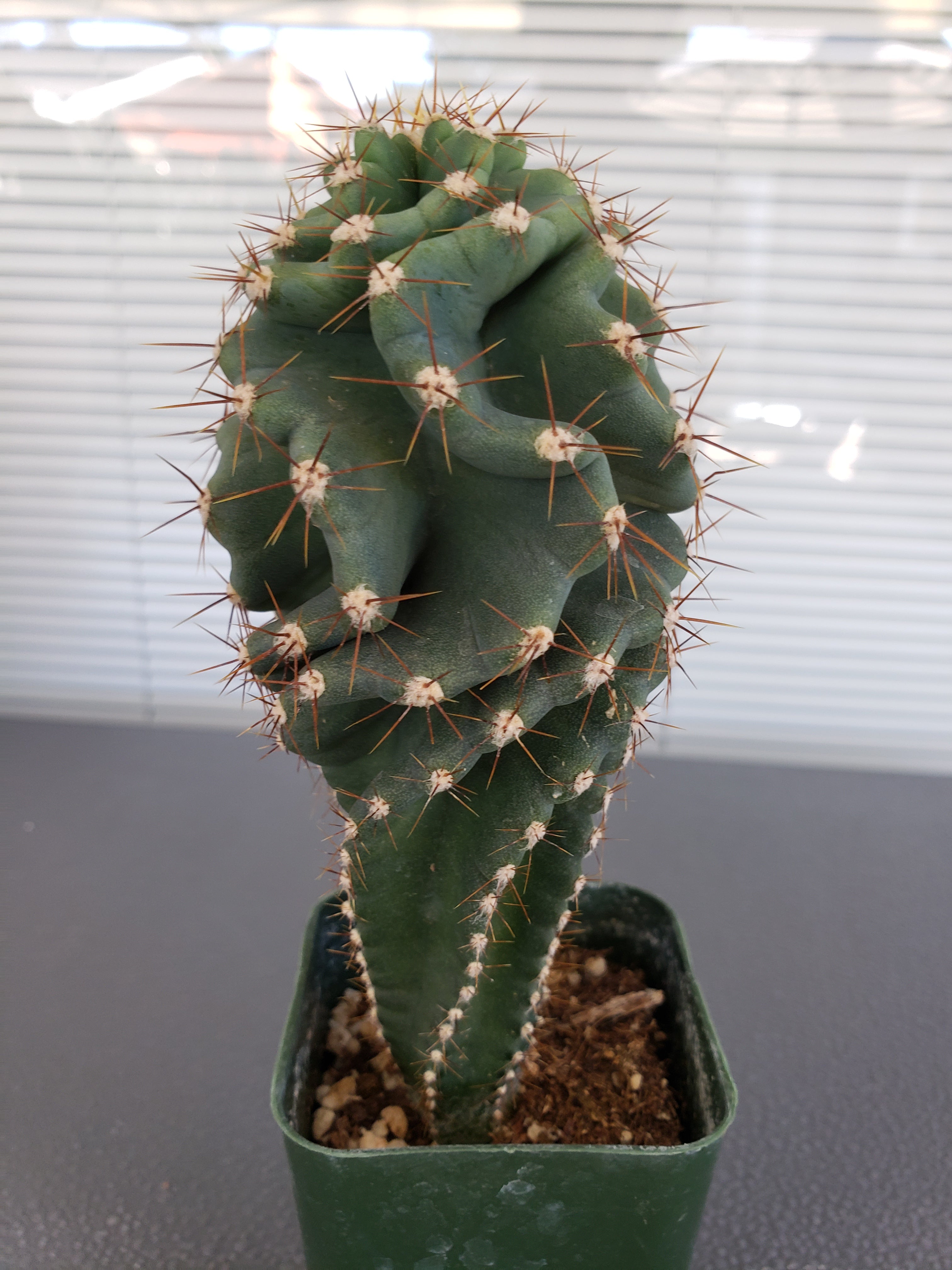 Spiral cactus - Cereus Forbesil Spiralis in 4 inch pot - 5 inches tall.