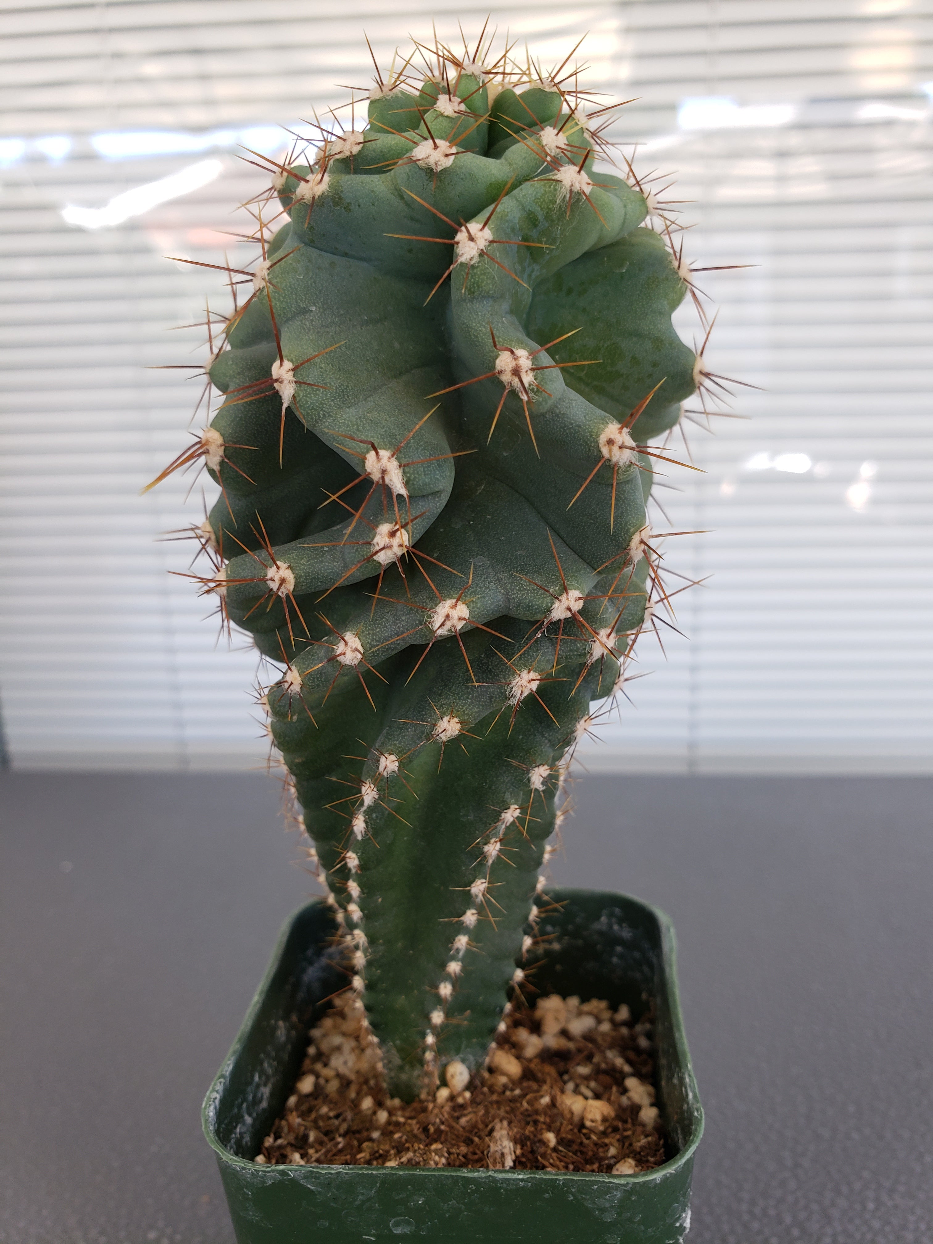 Spiral cactus - Cereus Forbesil Spiralis in 4 inch pot - 5 inches tall.