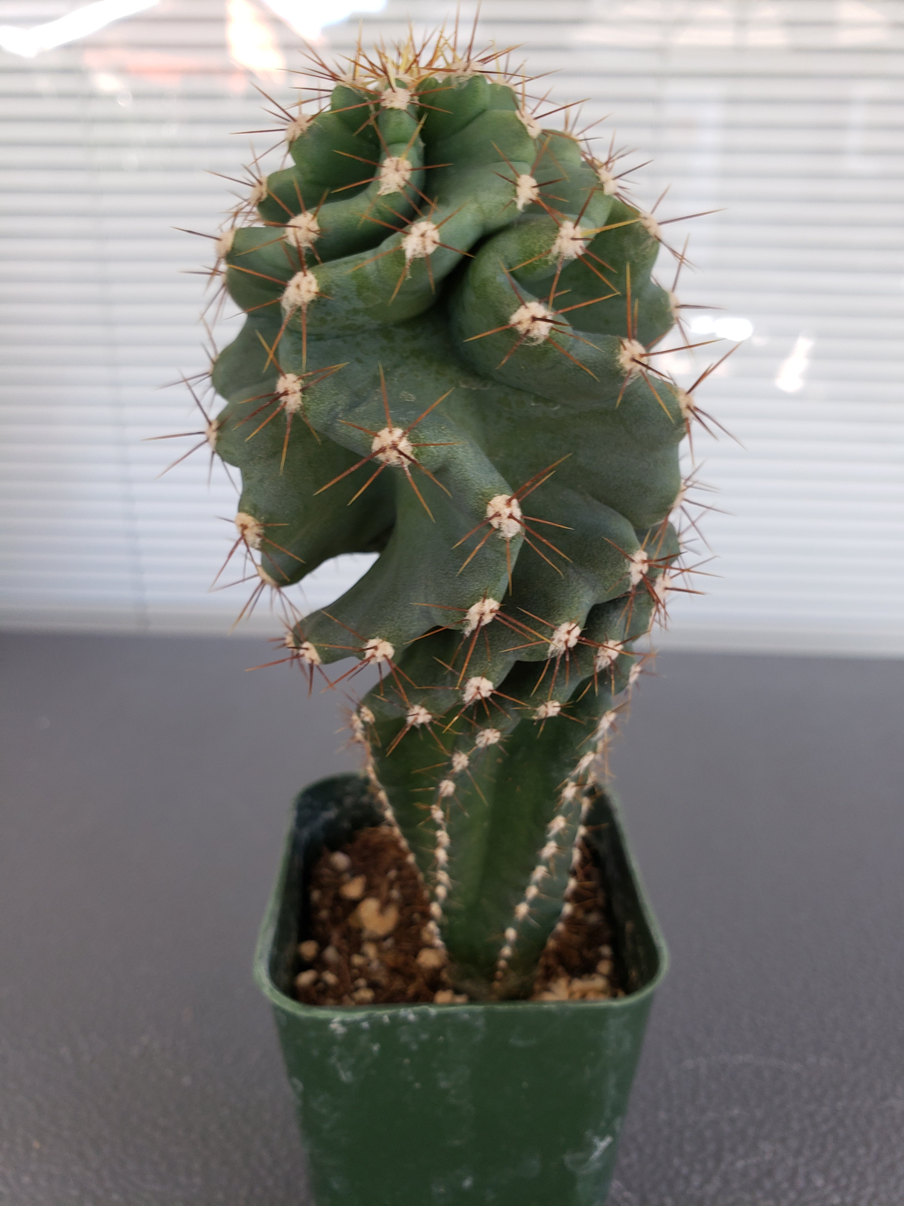 Spiral cactus - Cereus Forbesil Spiralis in 4 inch pot - 5 inches tall.