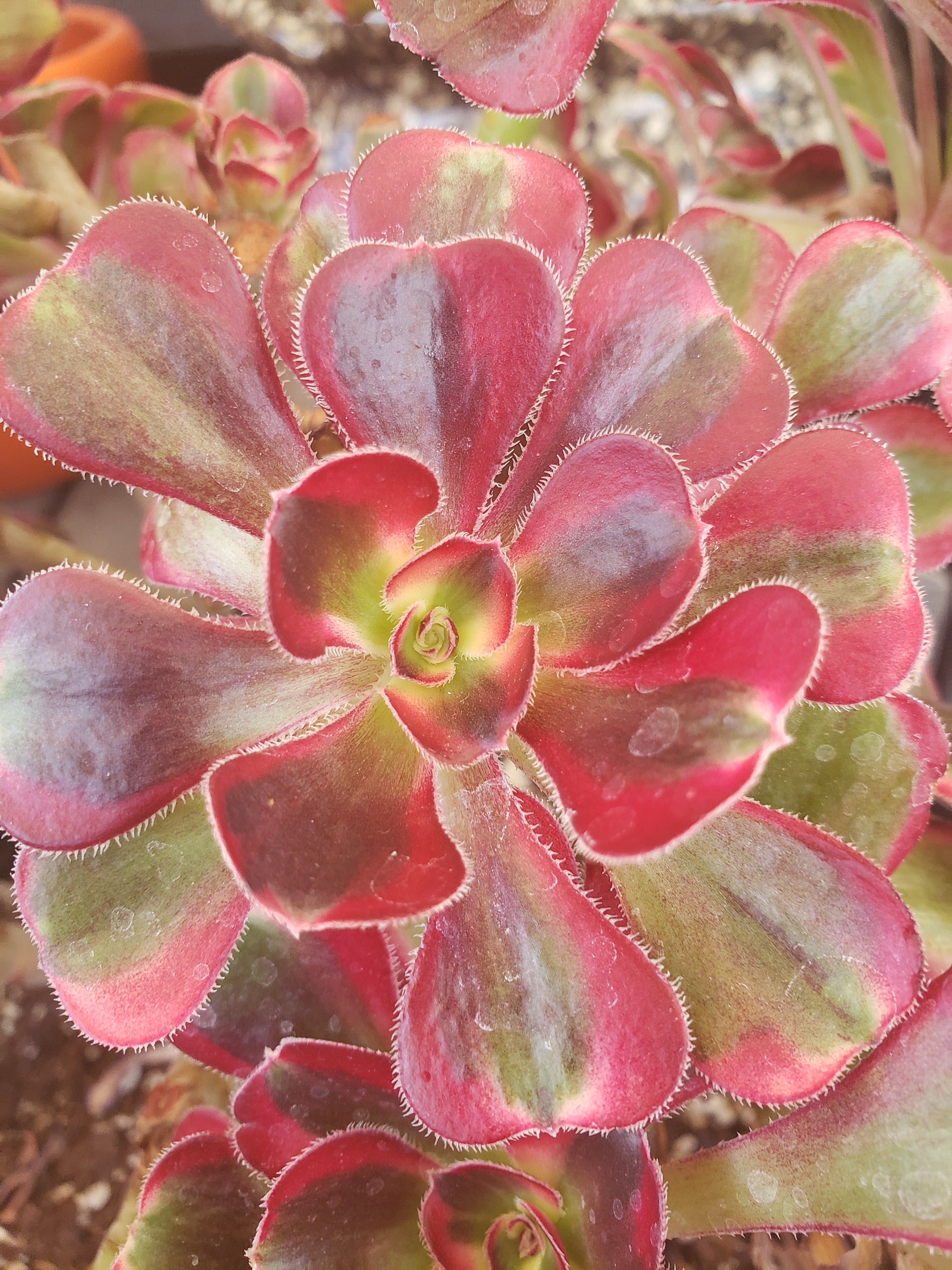 Aeonium Chanel cutting - 3 inch diameter.