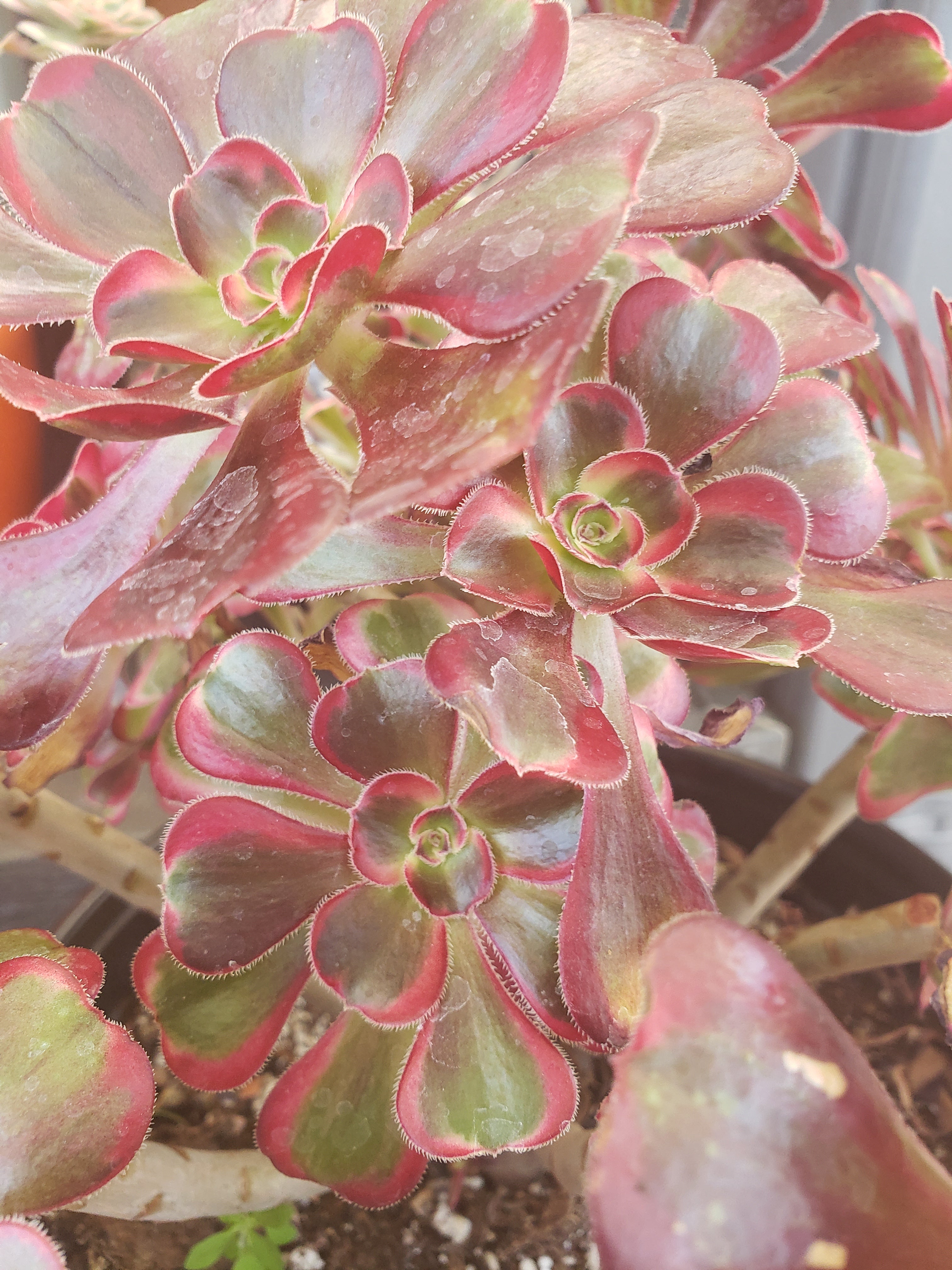 Aeonium Chanel cutting - 3 inch diameter.