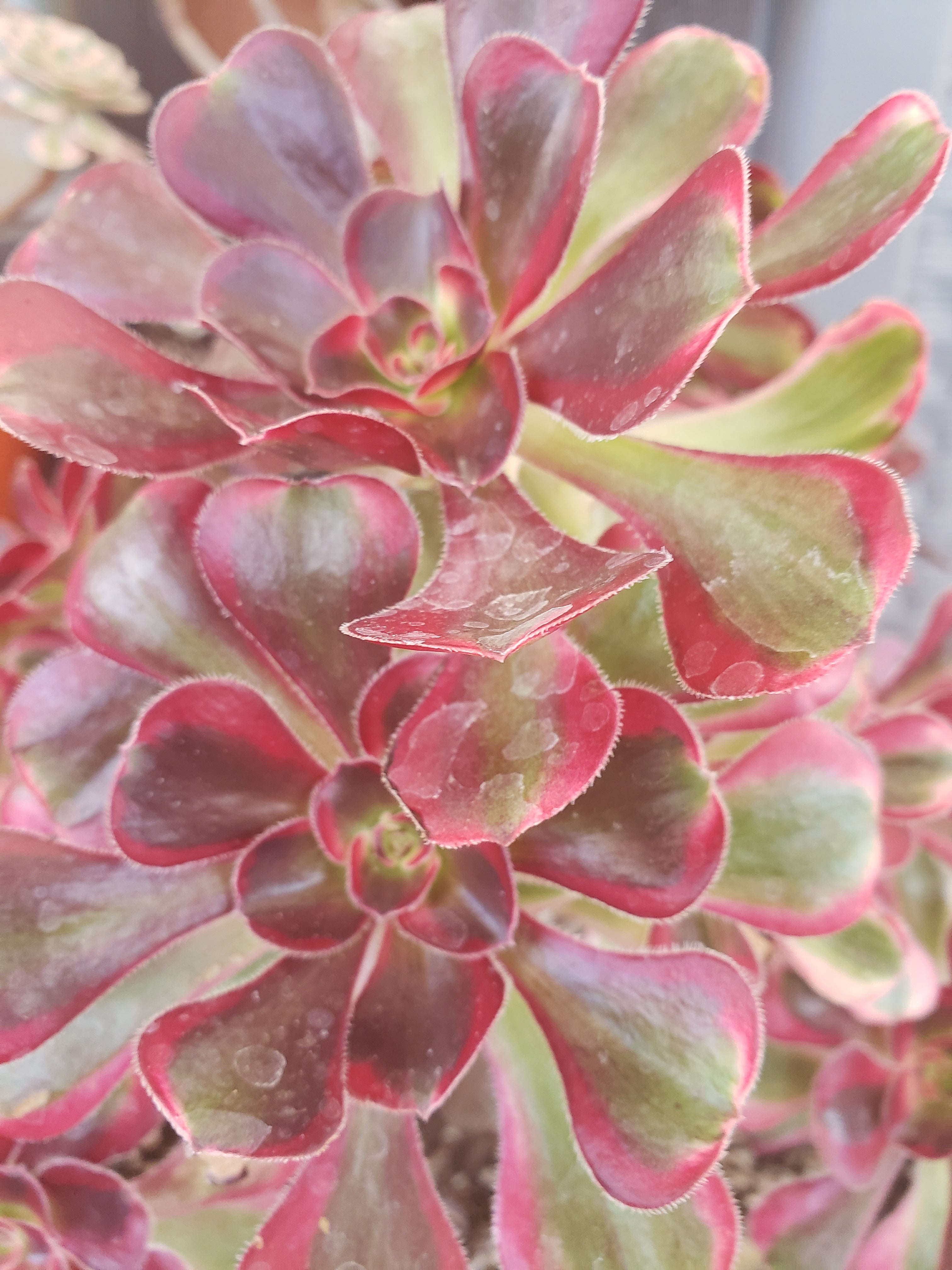 Aeonium Chanel cutting - 3 inch diameter.