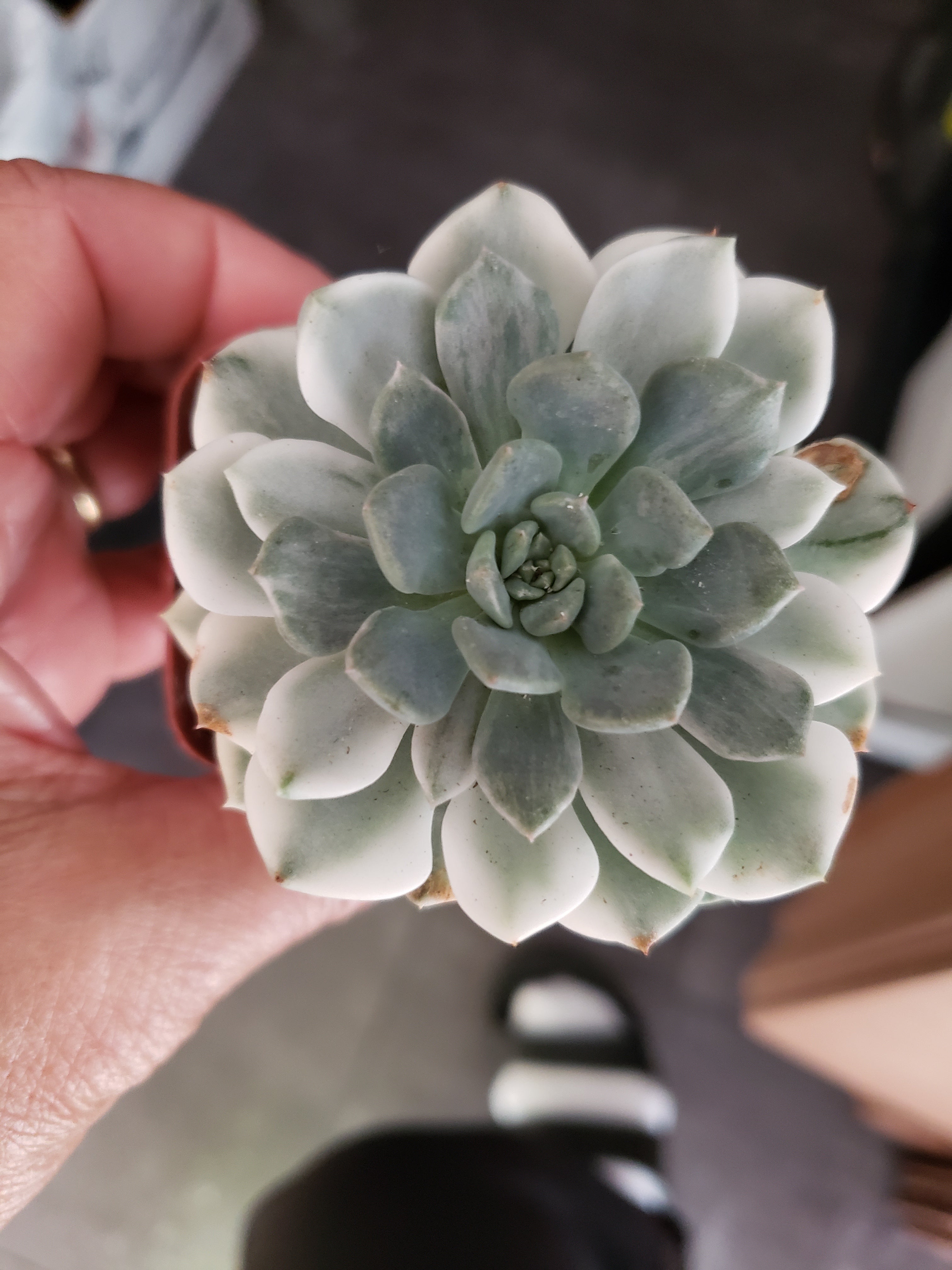 Echeveria Puppet Variegated in 4 inch - will ship bare root.