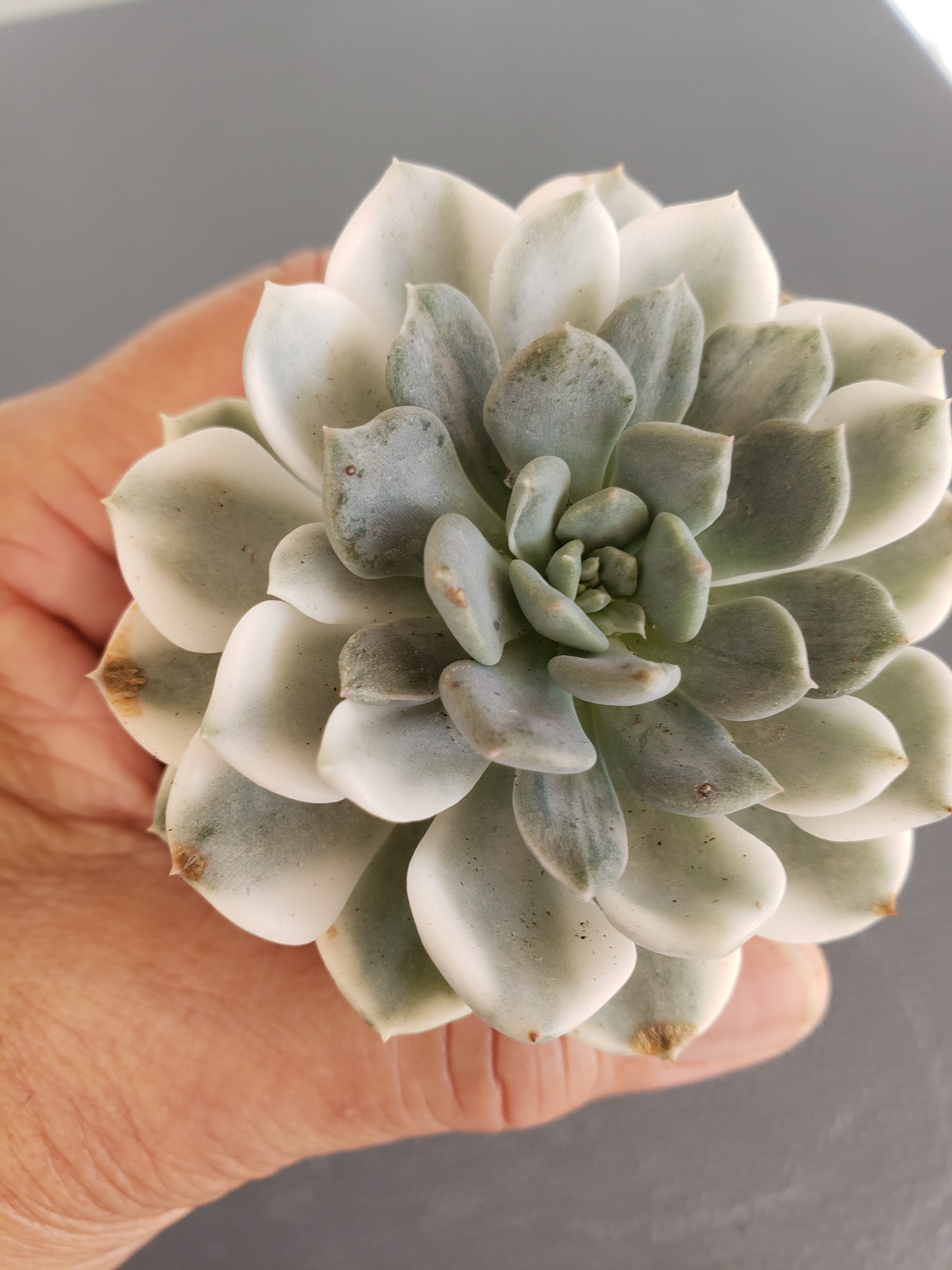 Echeveria Puppet Variegated in 4 inch - will ship bare root.