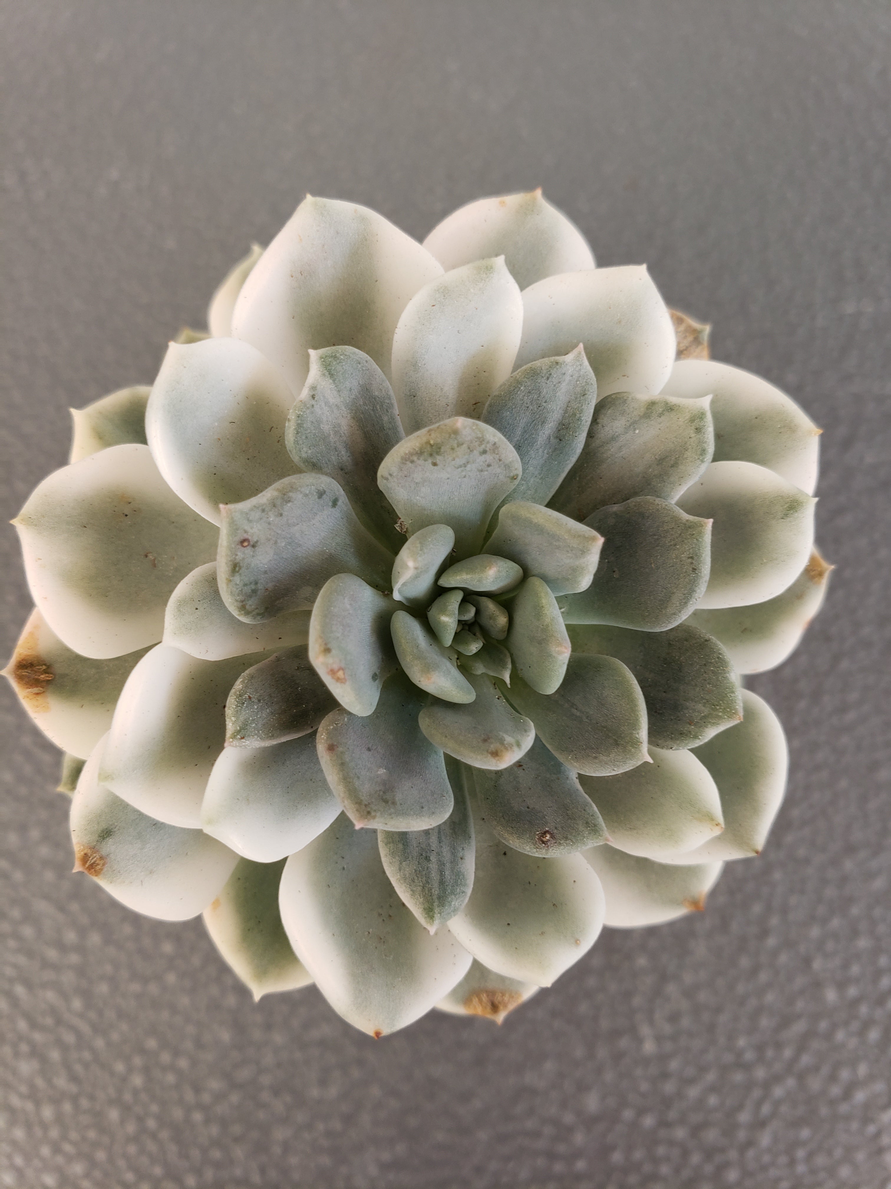 Echeveria Puppet Variegated in 4 inch - will ship bare root.