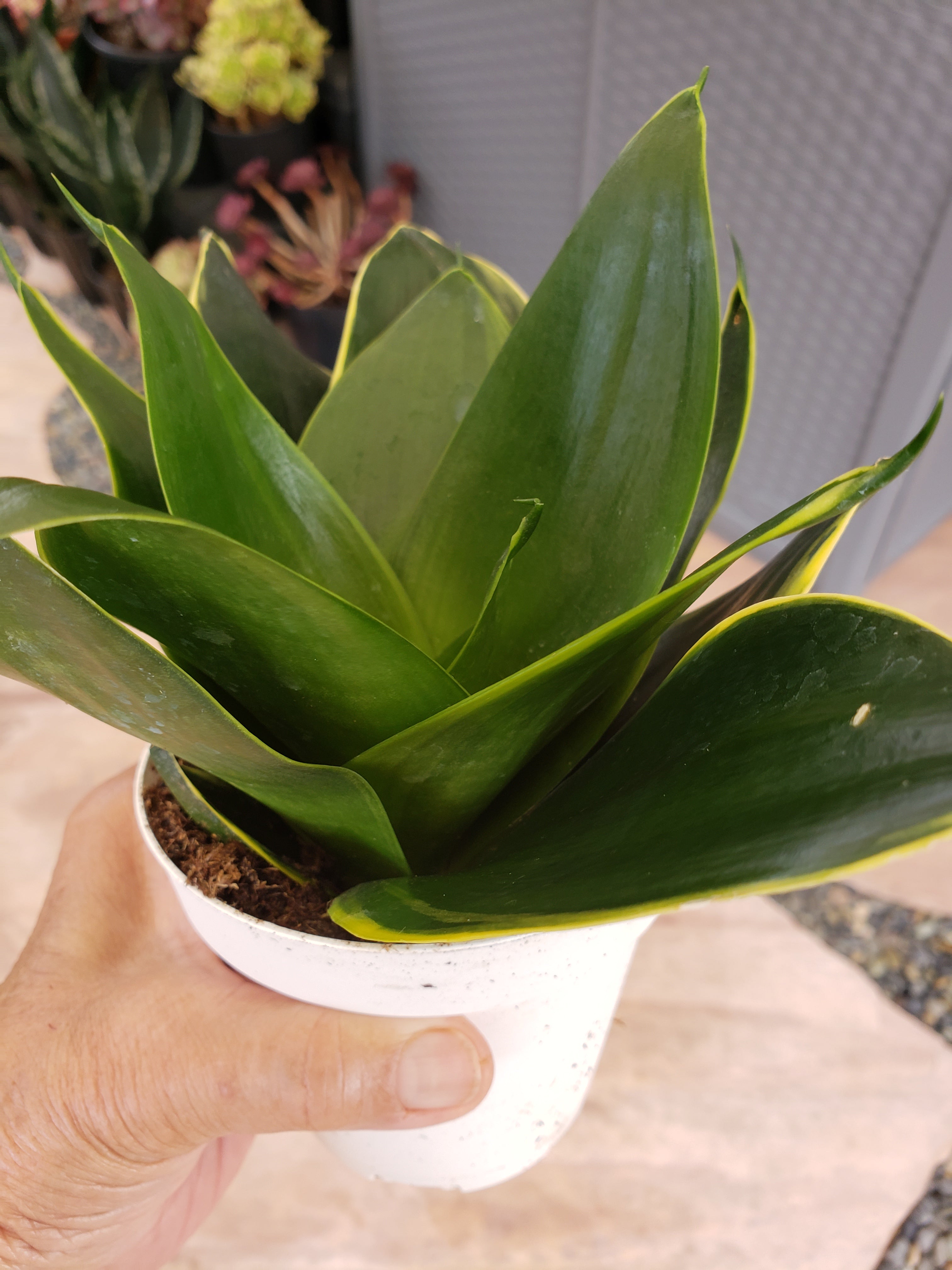 Sansevieria Hahnii Emerald Star rooted in  4" pot. Will ship bare root.