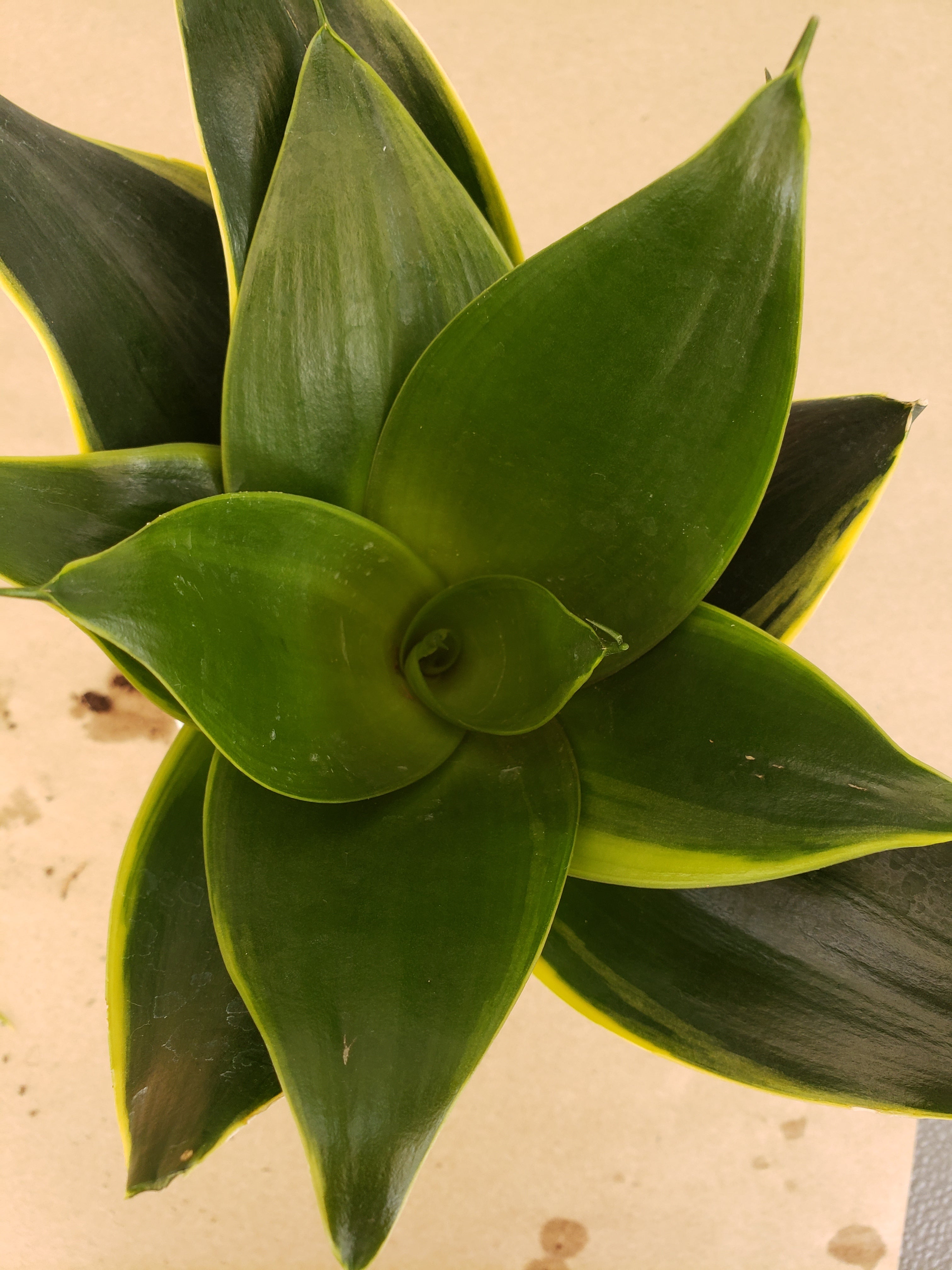 Sansevieria Hahnii Emerald Star rooted in  4" pot. Will ship bare root.