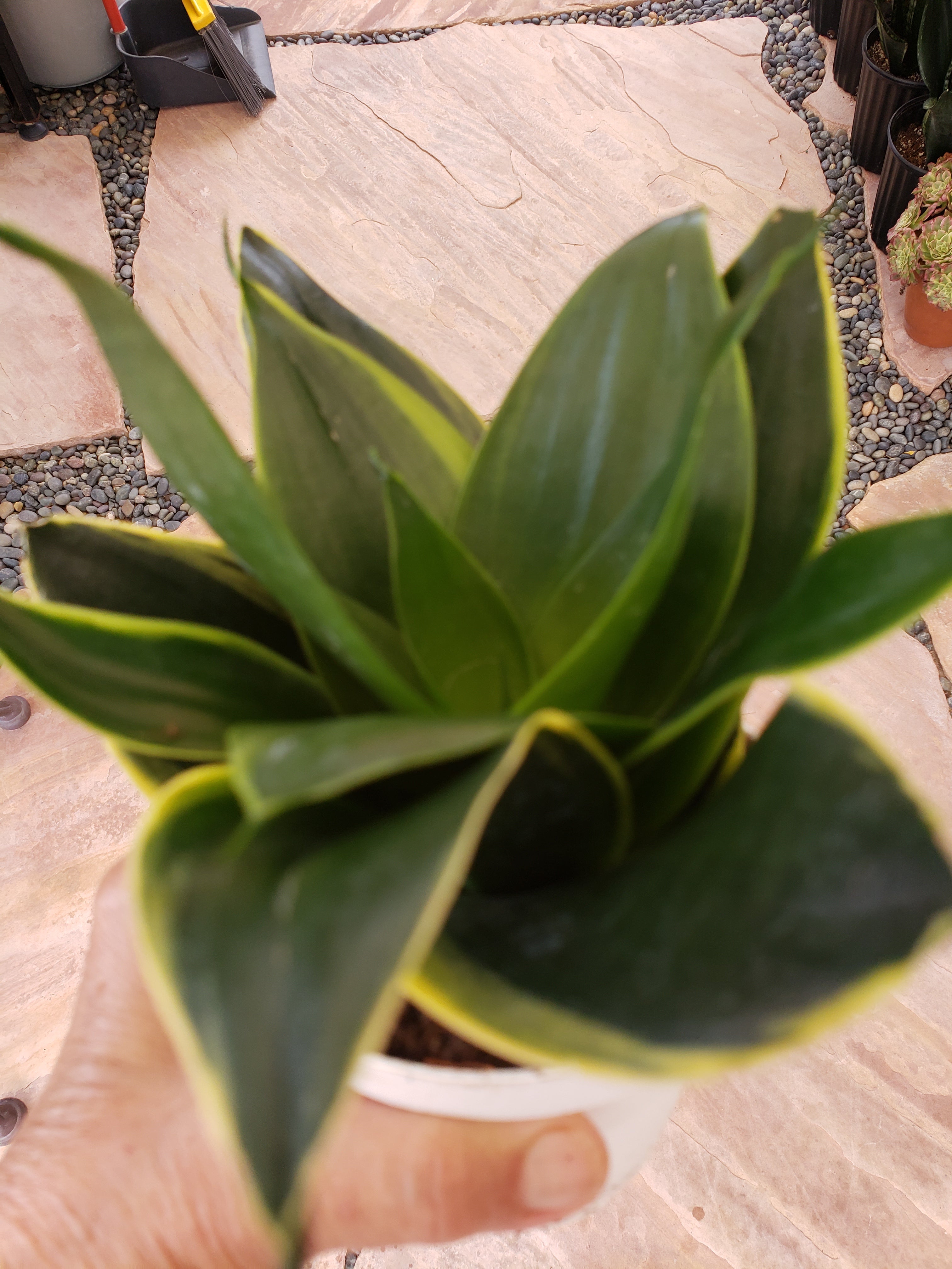Sansevieria Hahnii Emerald Star rooted in  4" pot. Will ship bare root.