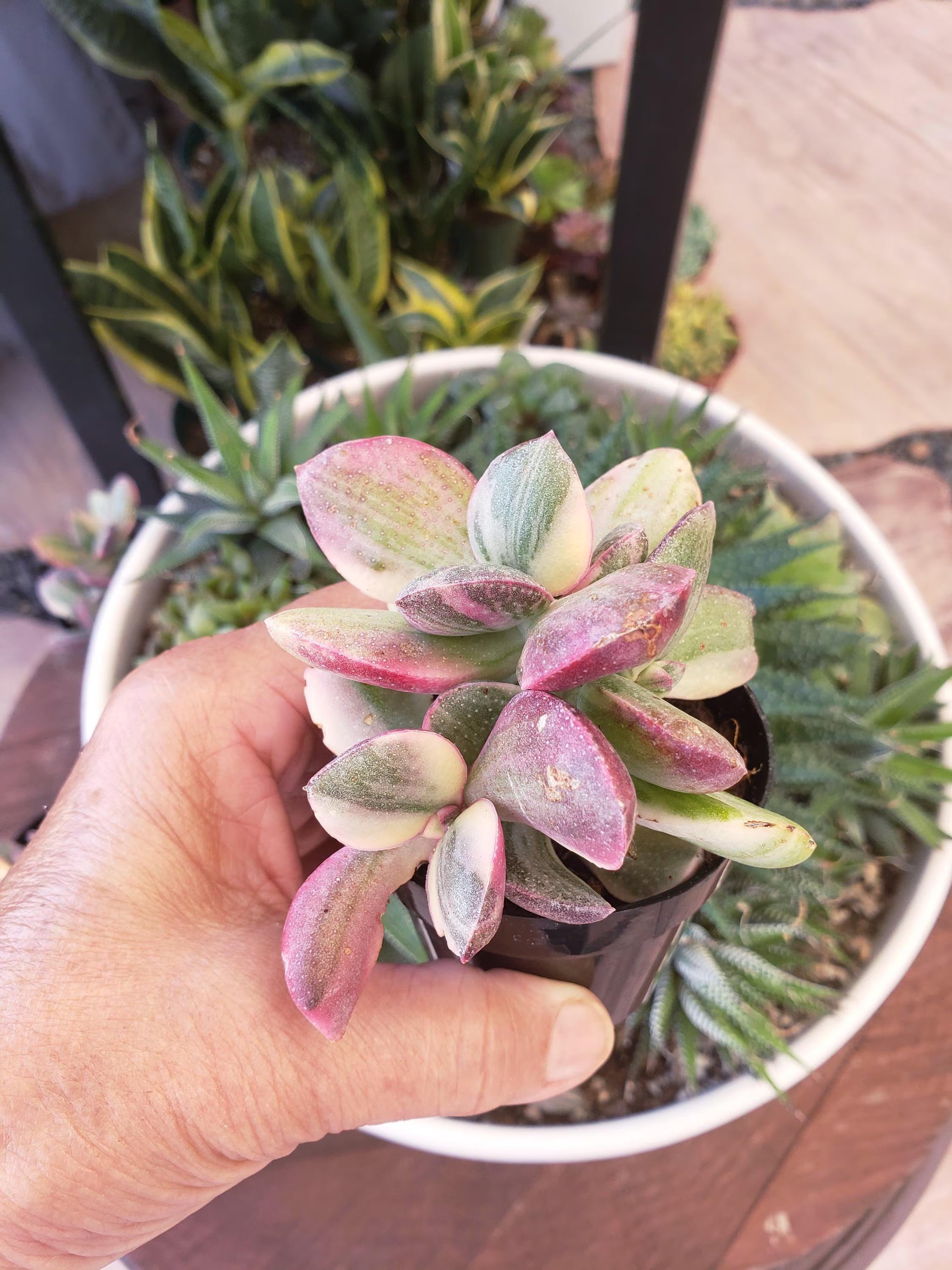 Crassula Rainbow Jade hybrid succulent - 4 inch pot. Rare.