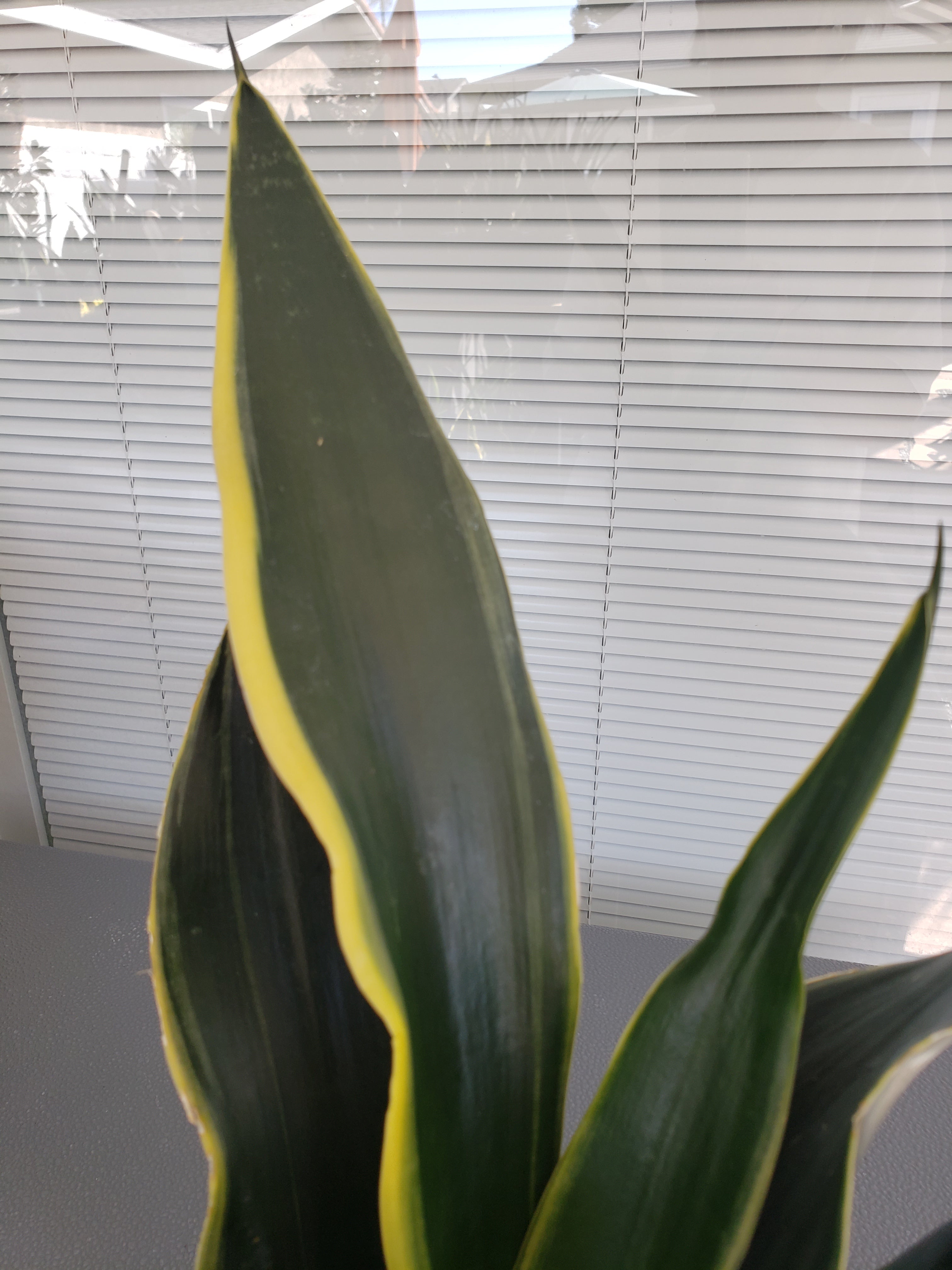 Sansevieria Fabi rooted in 6 inch pot. Will ship bare root.