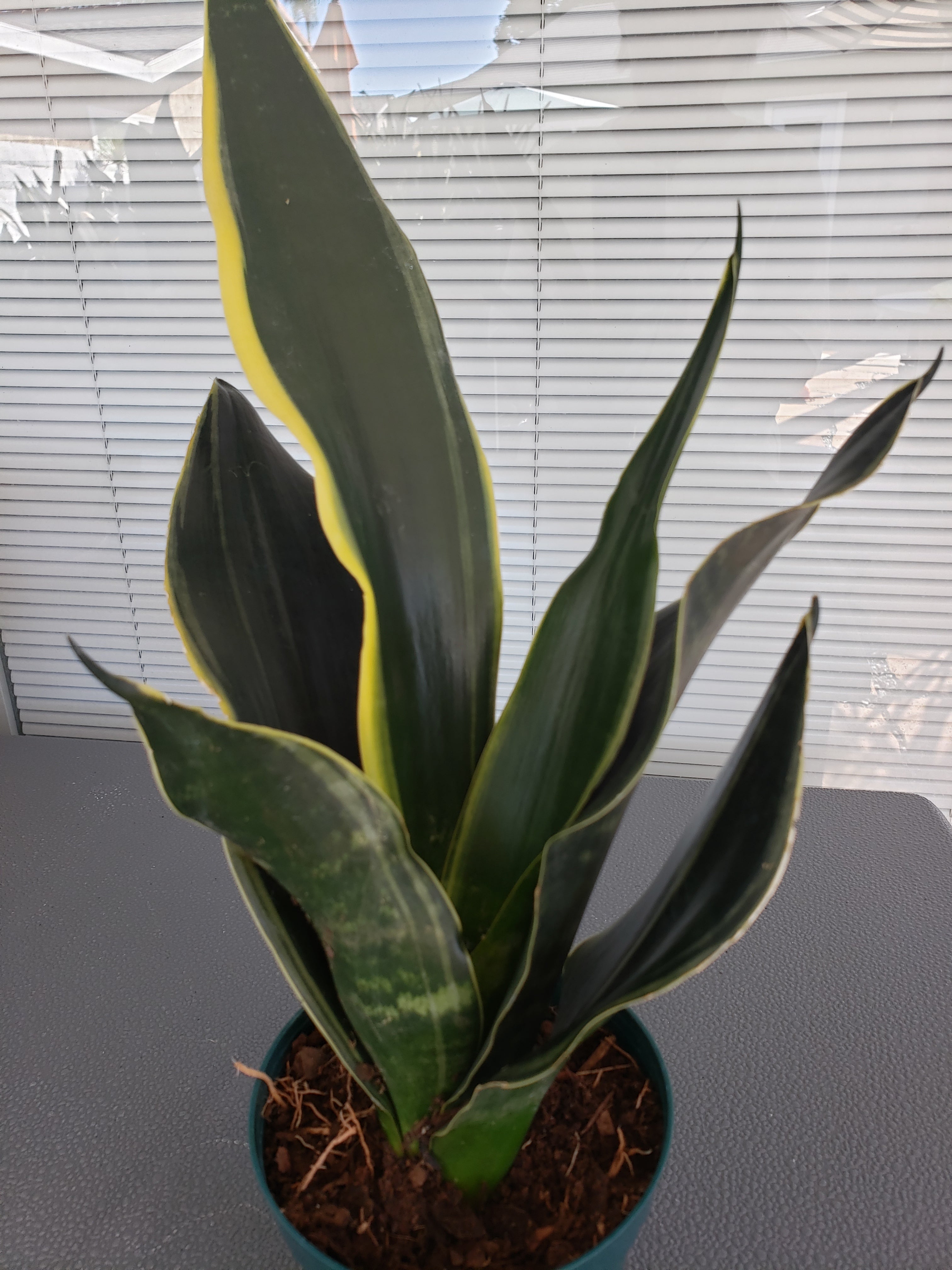 Sansevieria Fabi rooted in 6 inch pot. Will ship bare root.