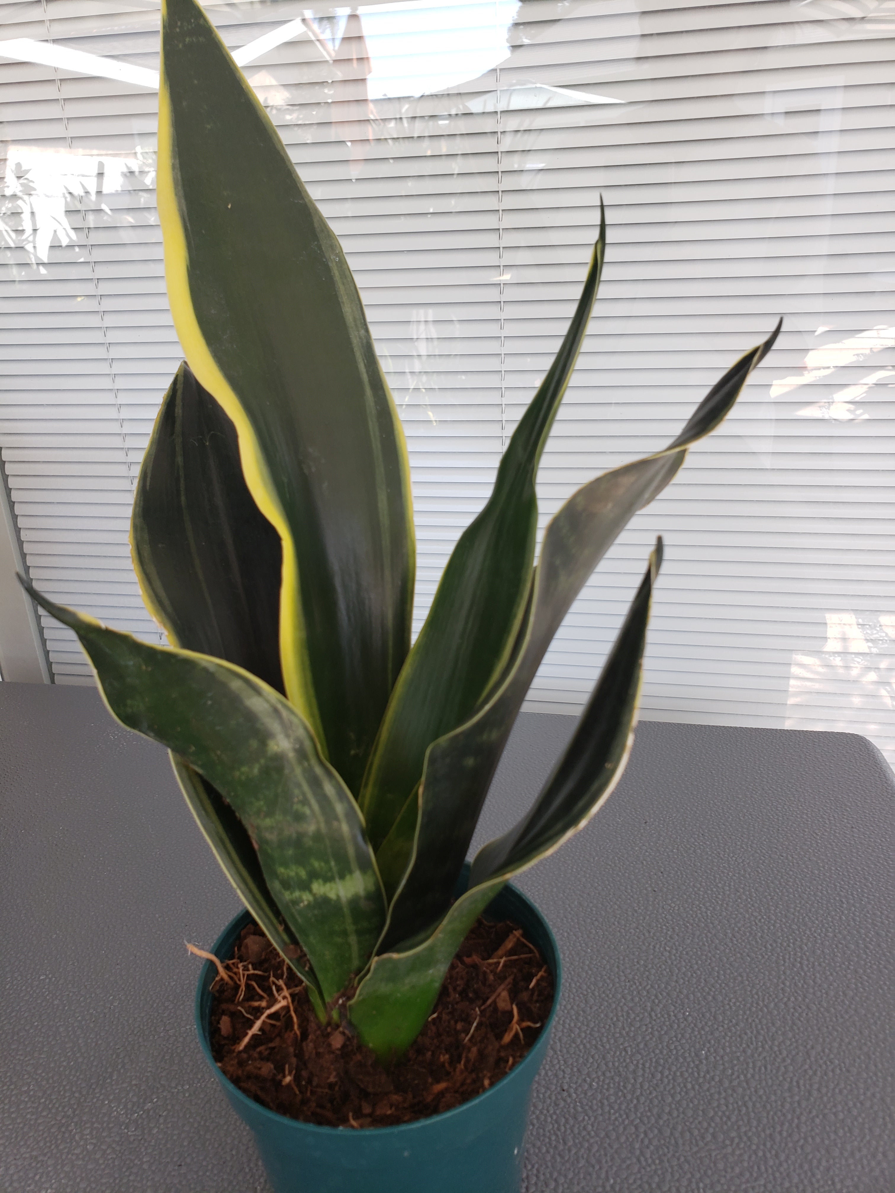 Sansevieria Fabi rooted in 6 inch pot. Will ship bare root.