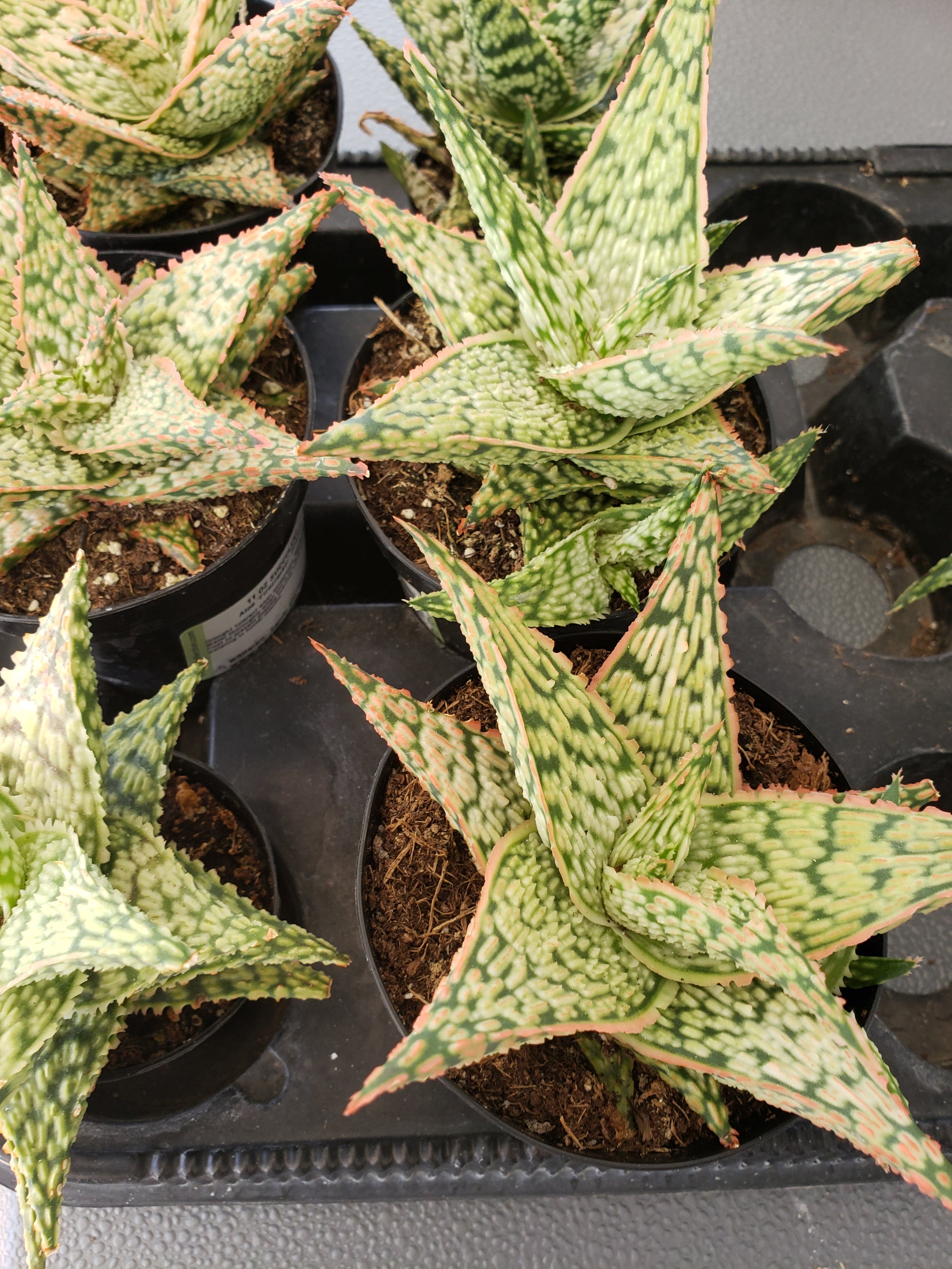 Aloe Firecracker succulent in 4 inch pot.