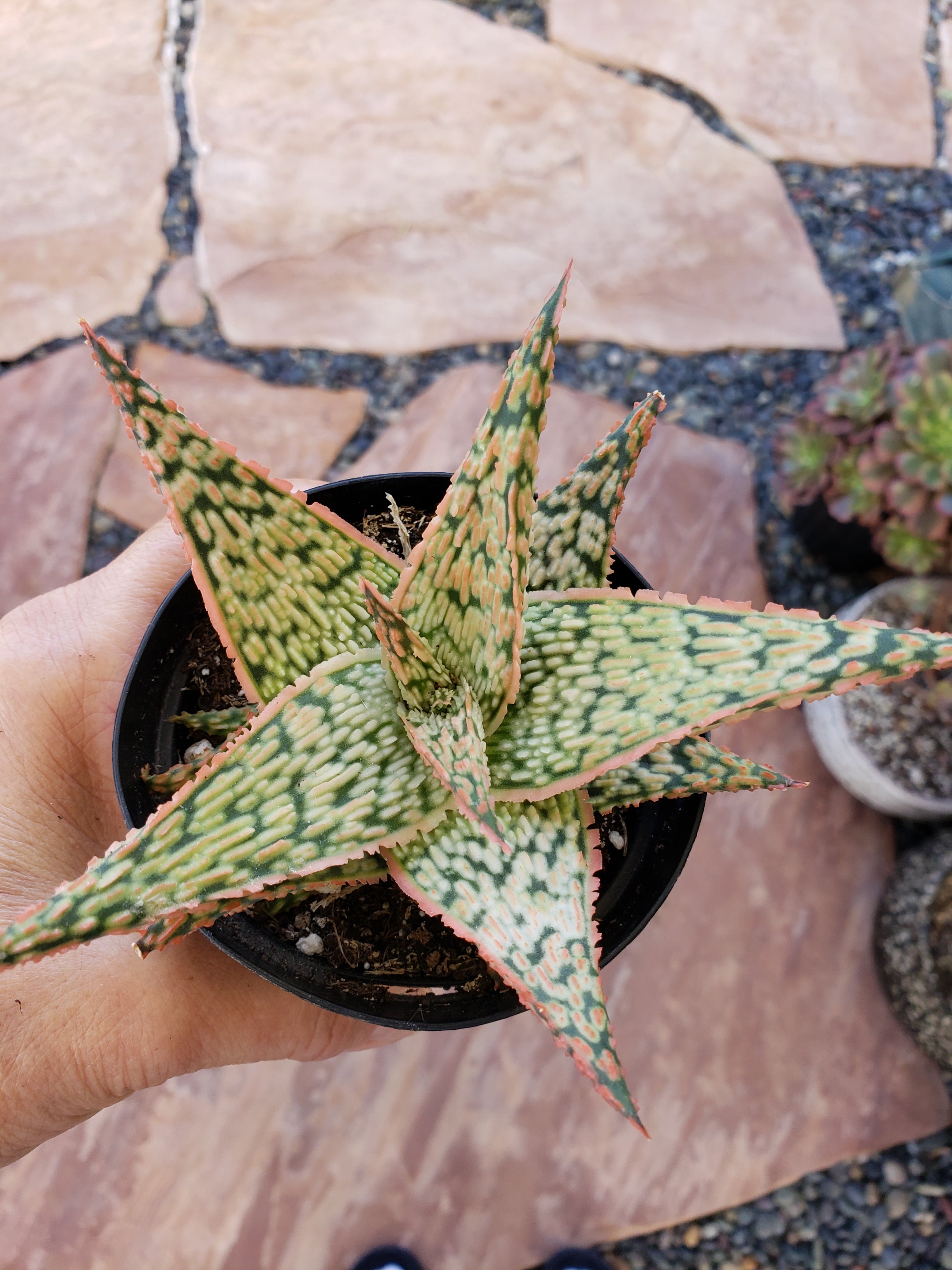 Aloe Firecracker succulent in 4 inch pot.