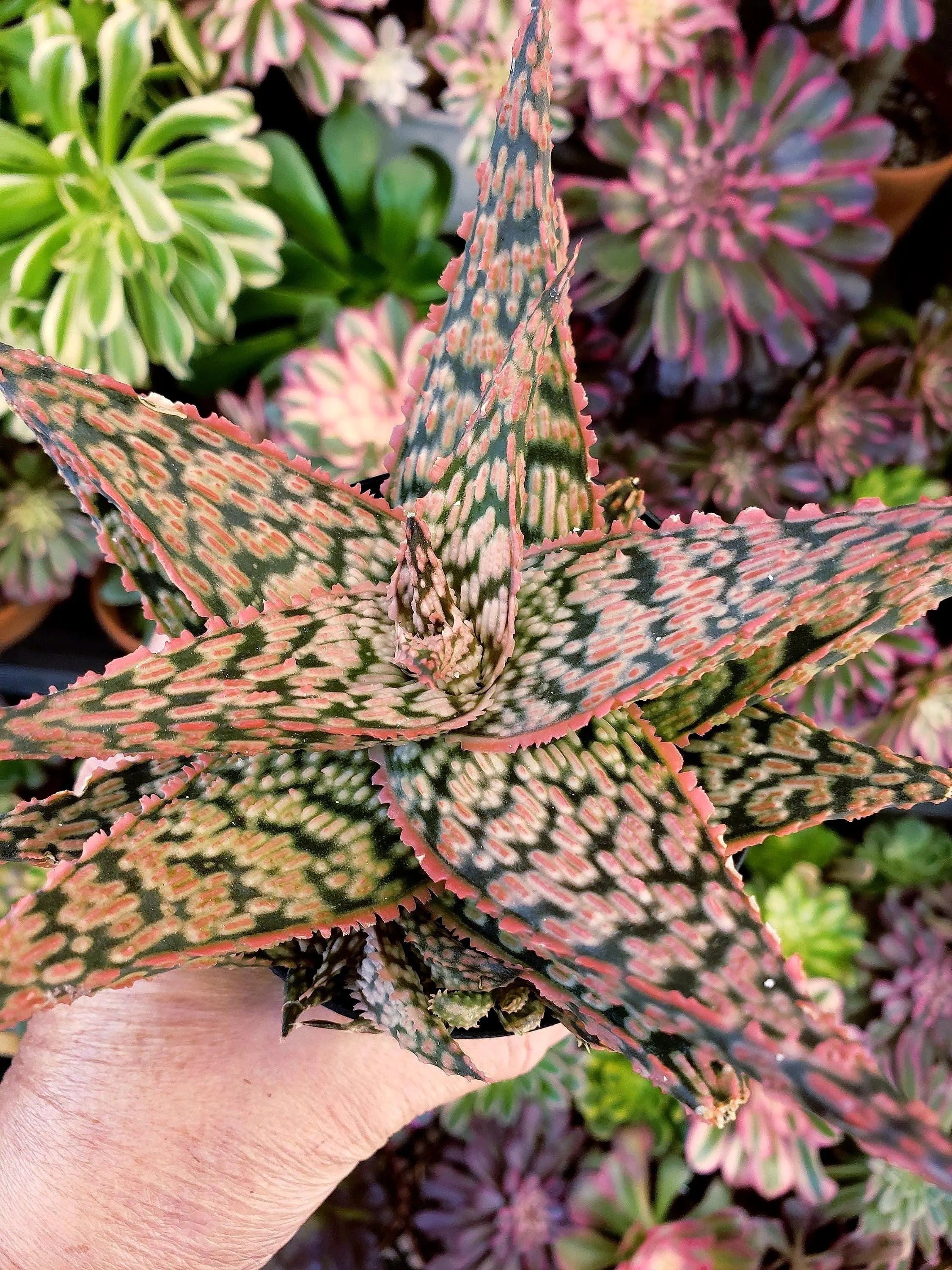 Aloe Firecracker succulent in 4 inch pot.