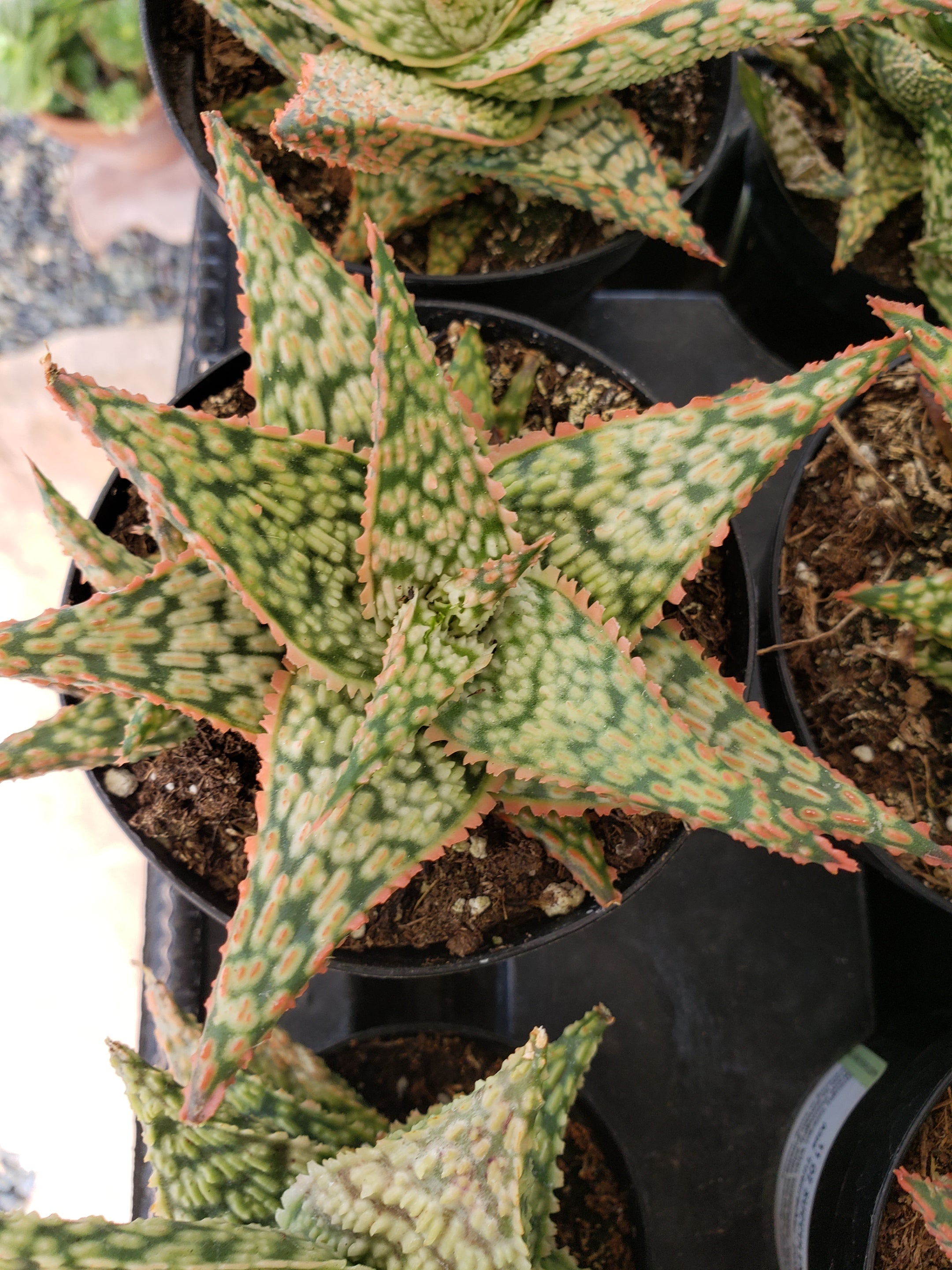Aloe Firecracker succulent in 4 inch pot.