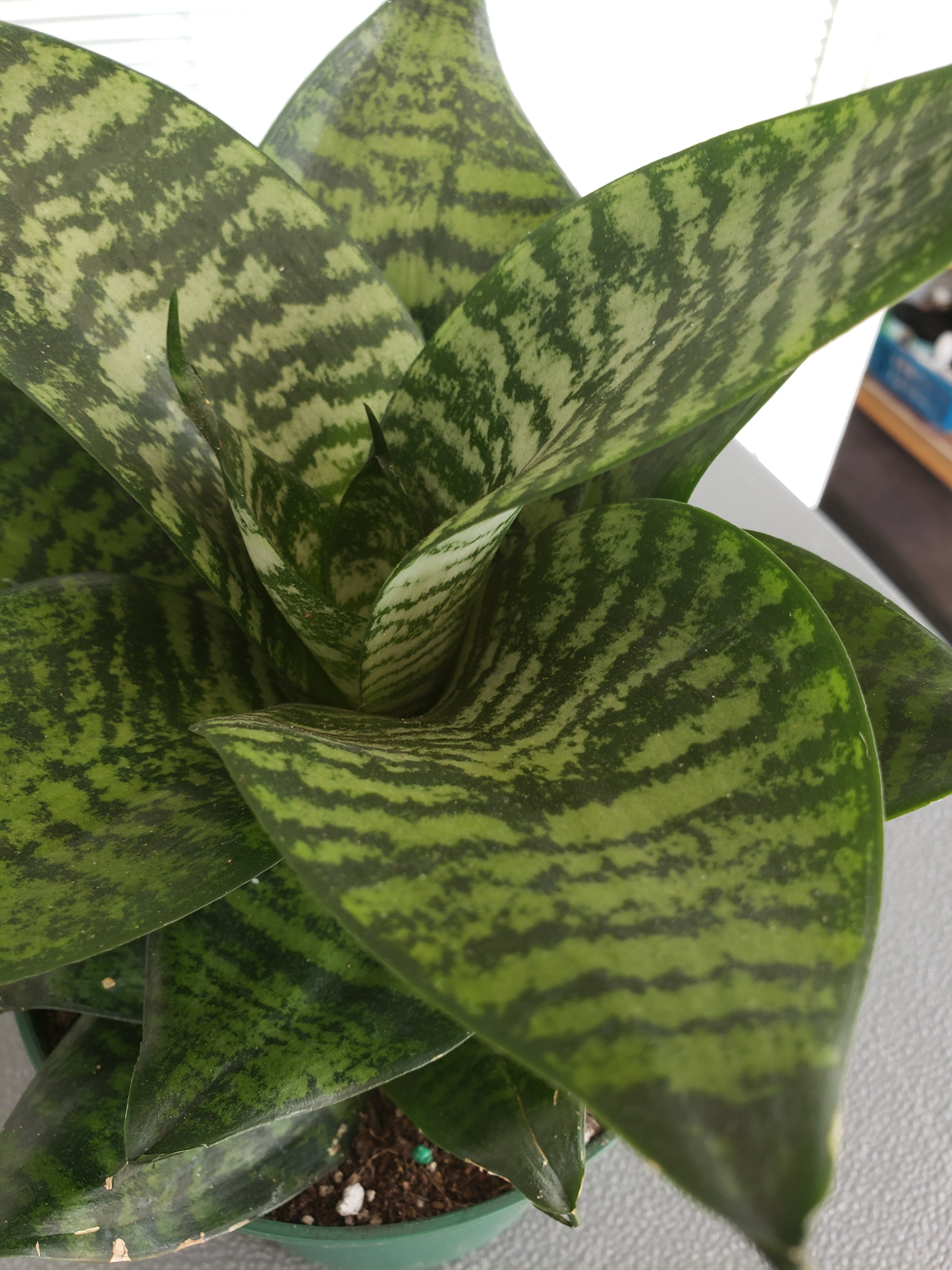 Sansevieria Hahnii Forest Star in 6 inch pot