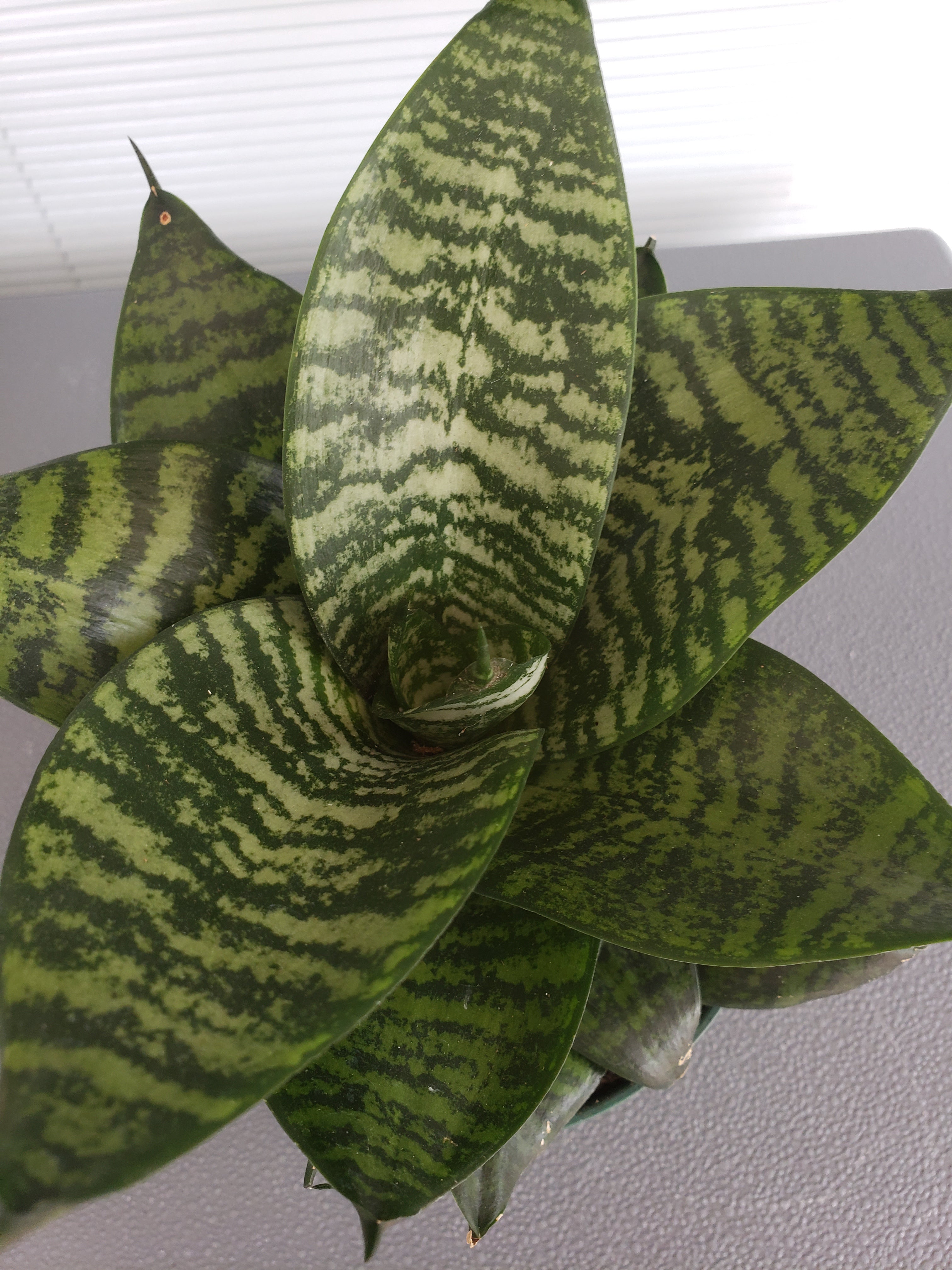 Sansevieria Hahnii Forest Star in 6 inch pot