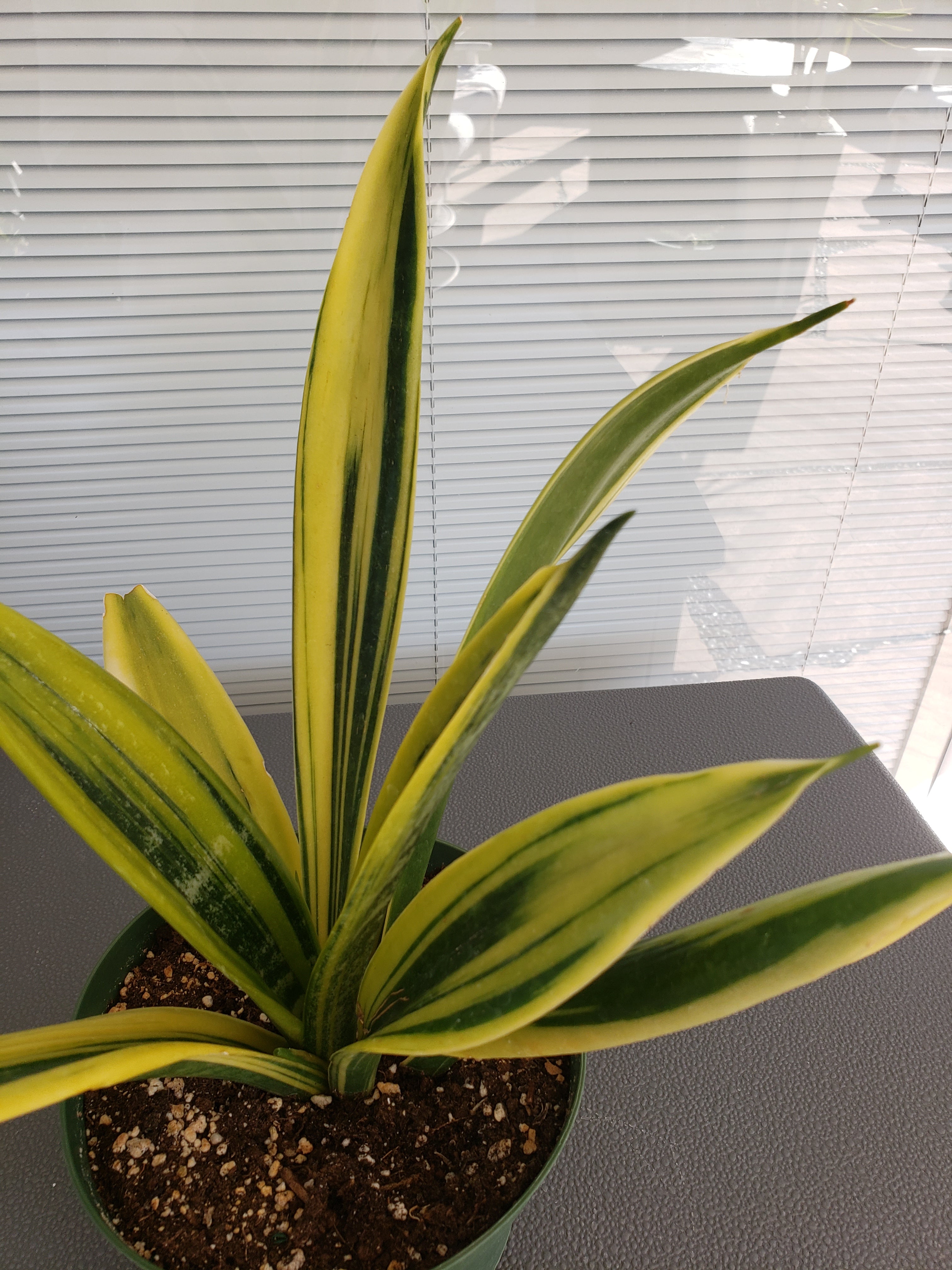 Sanseviera Gold Flame in 6" pot. Will ship bare root. Collectible.