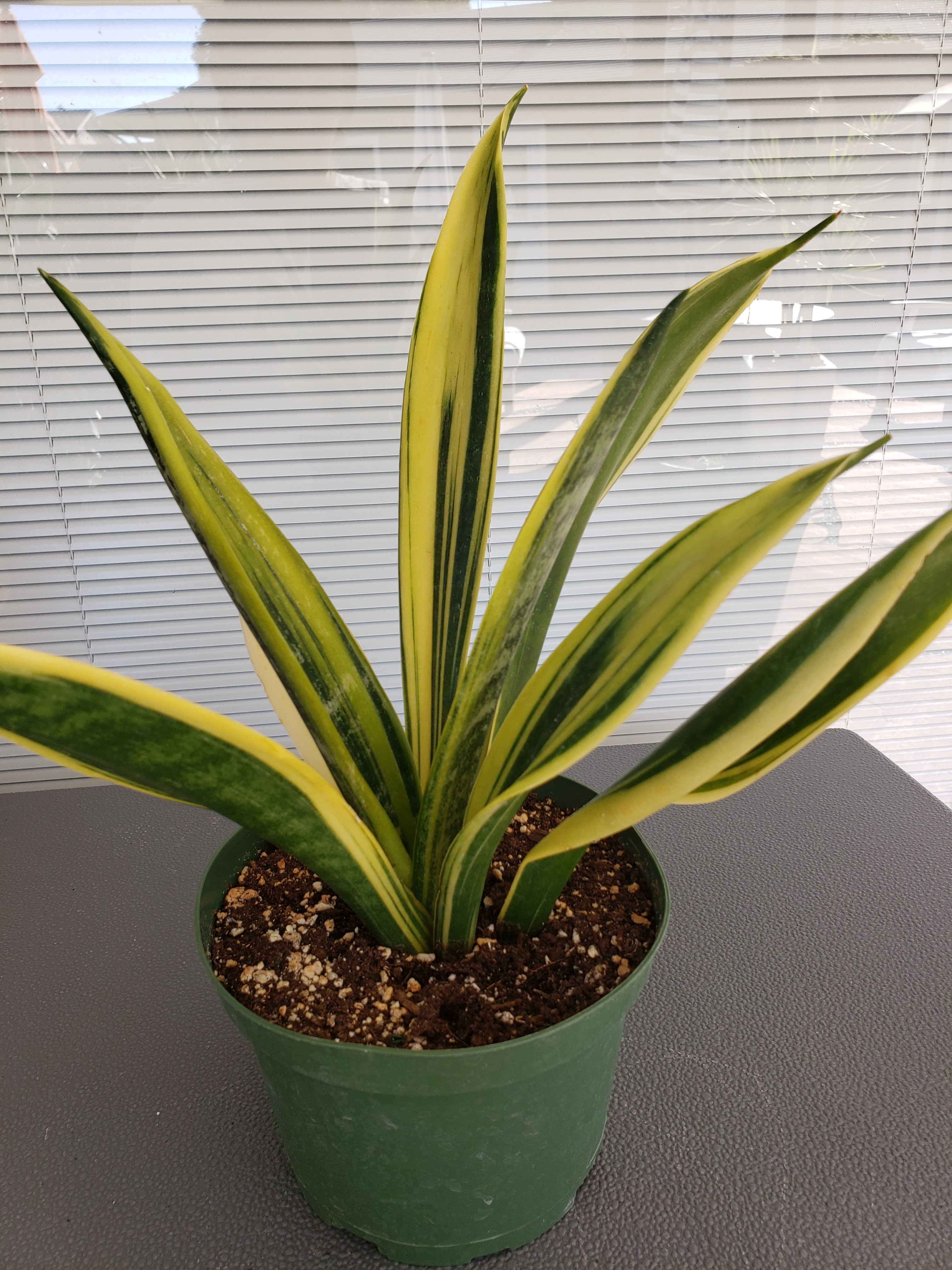 Sanseviera Gold Flame in 6" pot. Will ship bare root. Collectible.