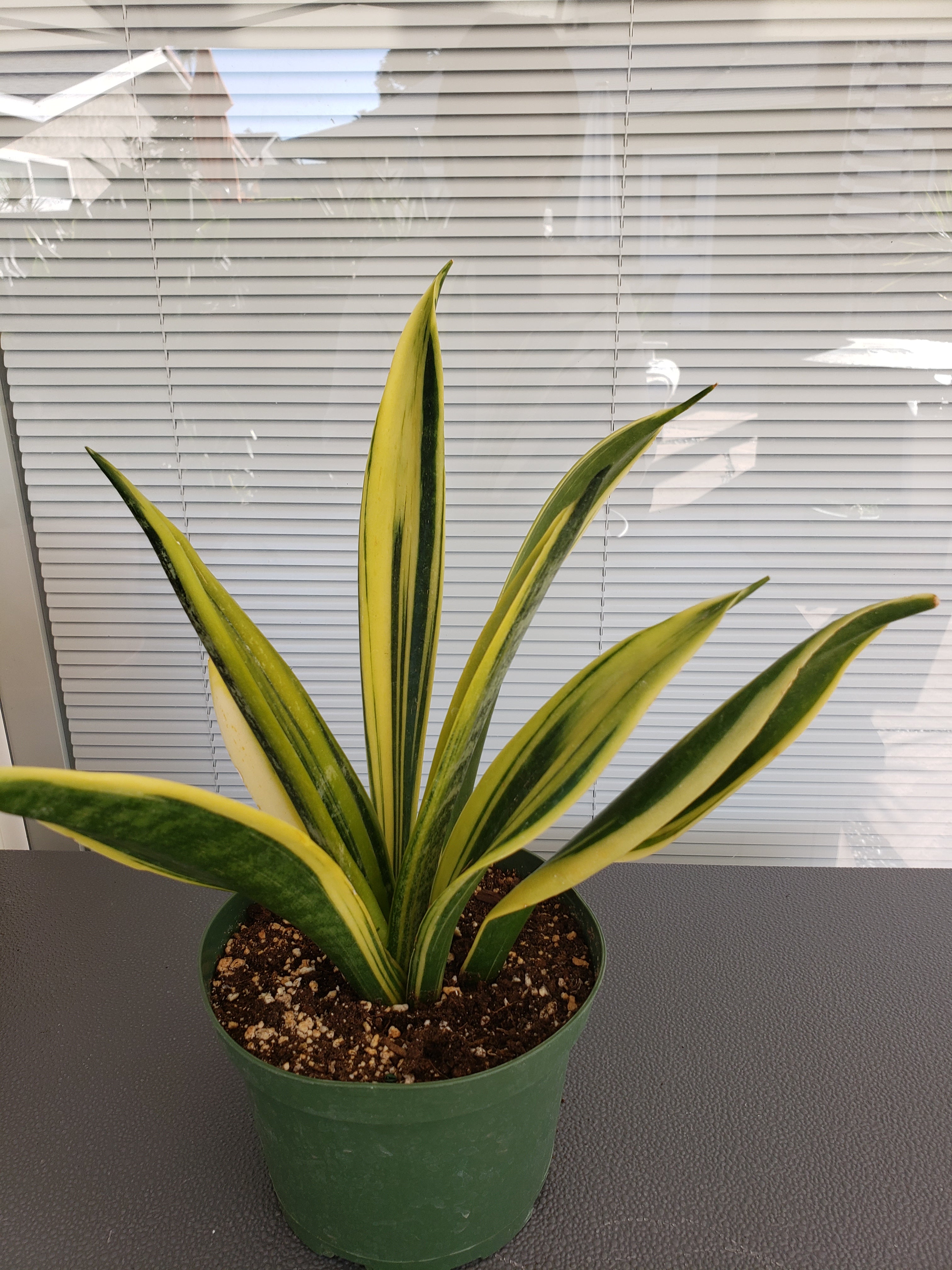 Sanseviera Gold Flame in 6" pot. Will ship bare root. Collectible.