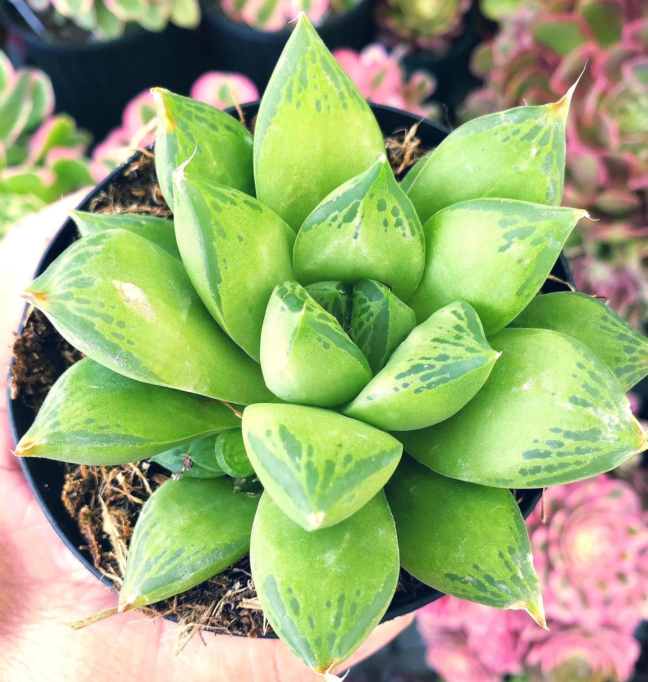 Haworthia Cuspidata in 4" pot.