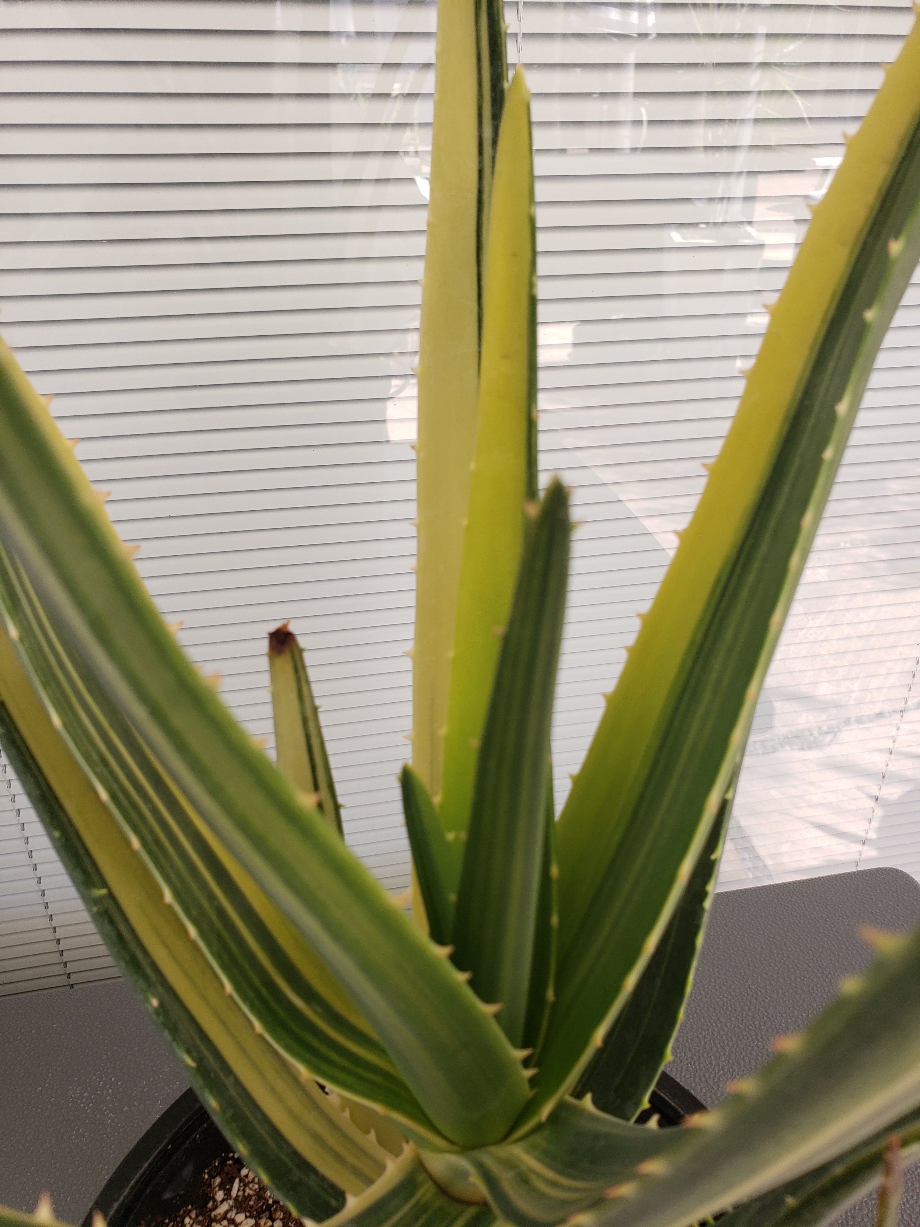 Aloe Hercules Variegated succulent - Rare - 15 inches tall - ship bare root.