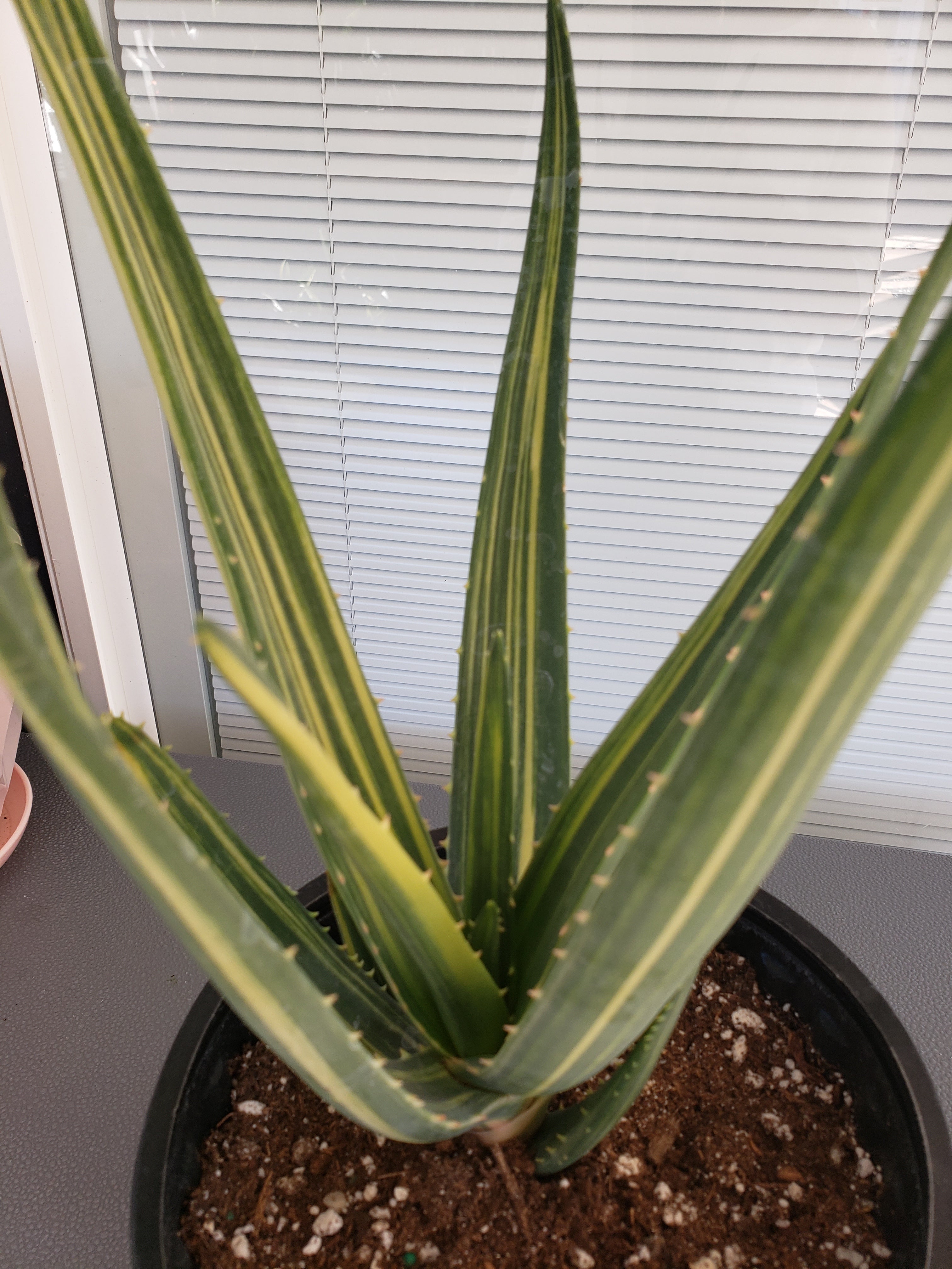 Aloe Hercules Variegated - Rare - 10 - 11" tall - ship bare root.