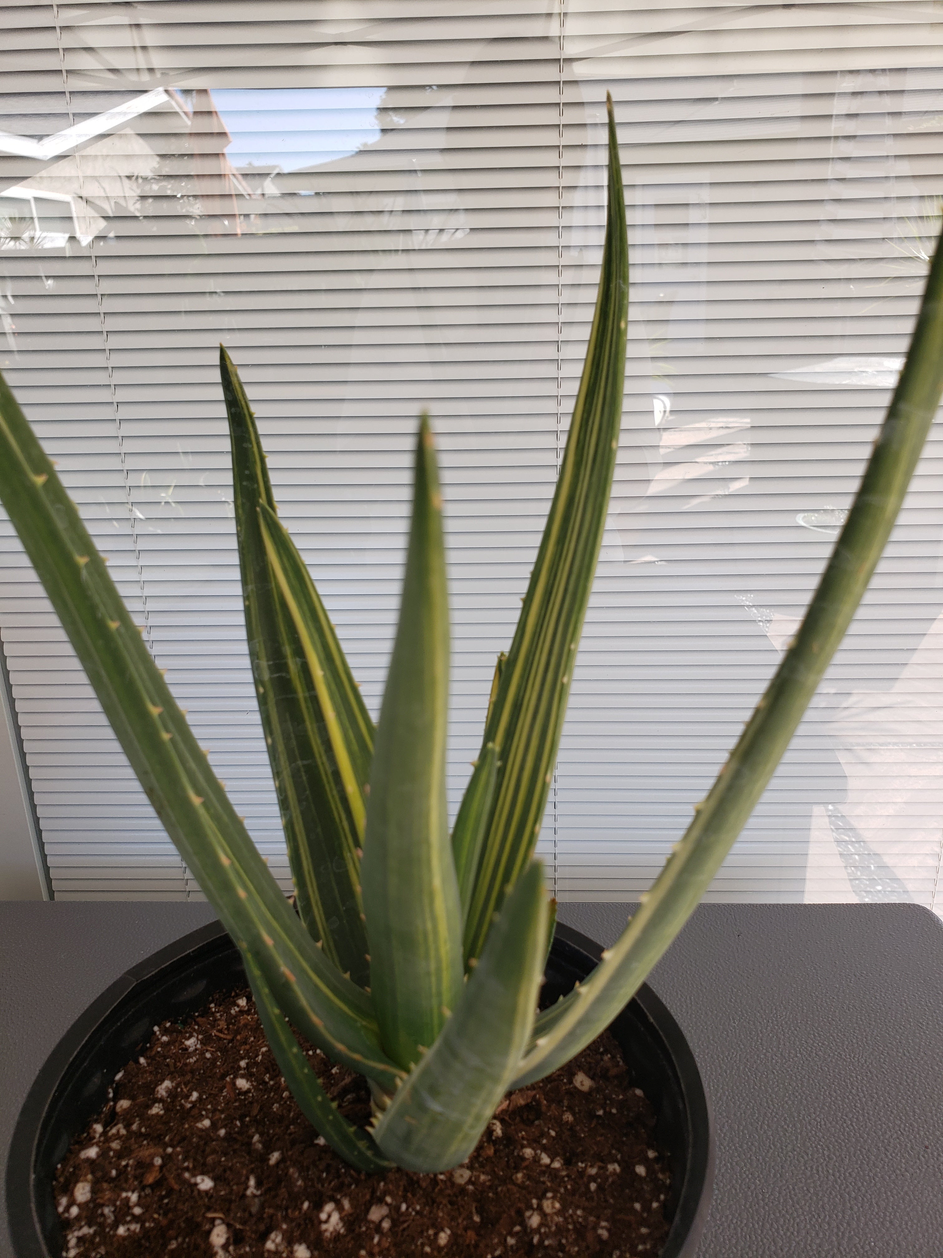 Aloe Hercules Variegated - Rare - 10 - 11" tall - ship bare root.