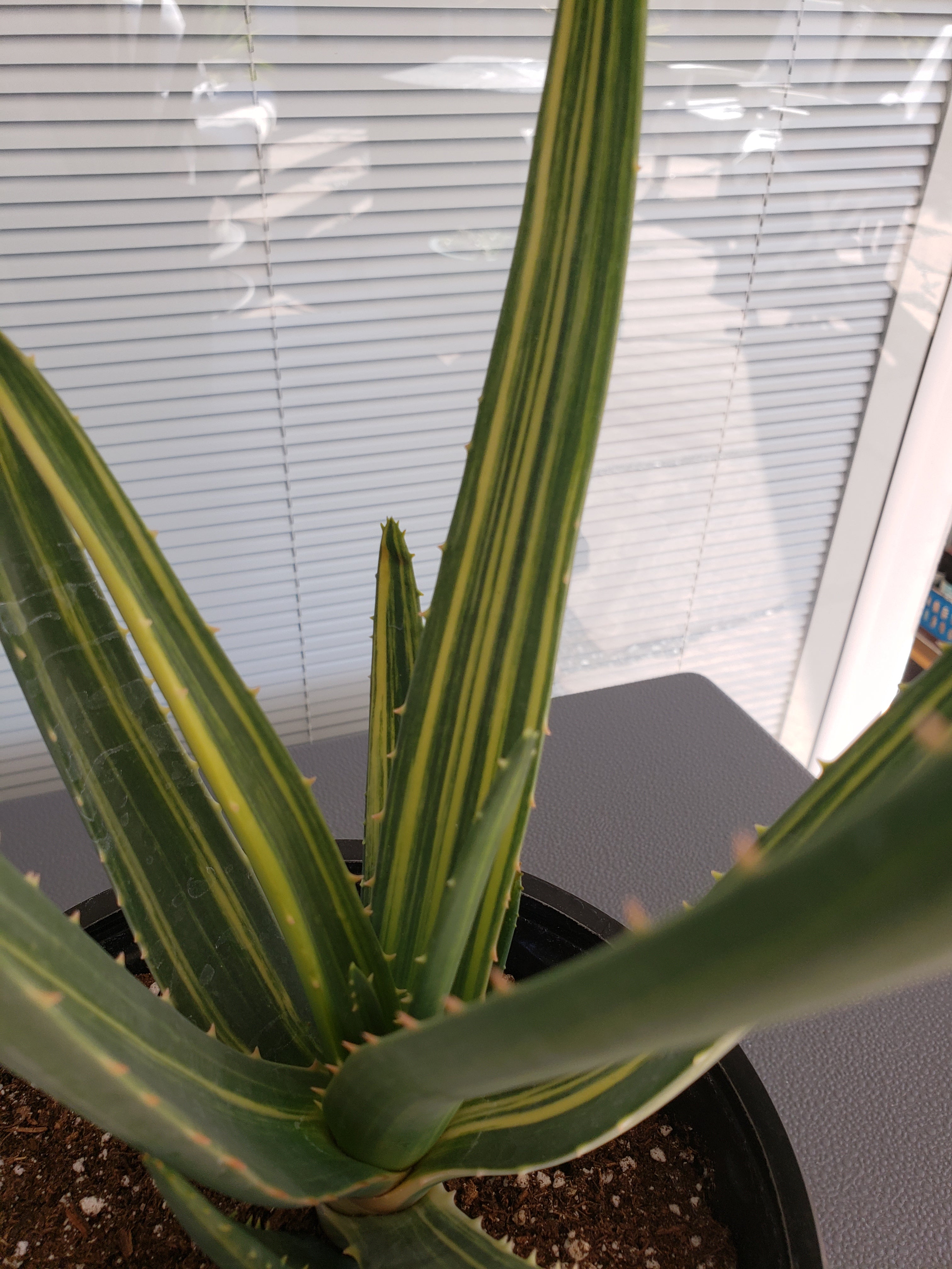 Aloe Hercules Variegated - Rare - 10 - 11" tall - ship bare root.