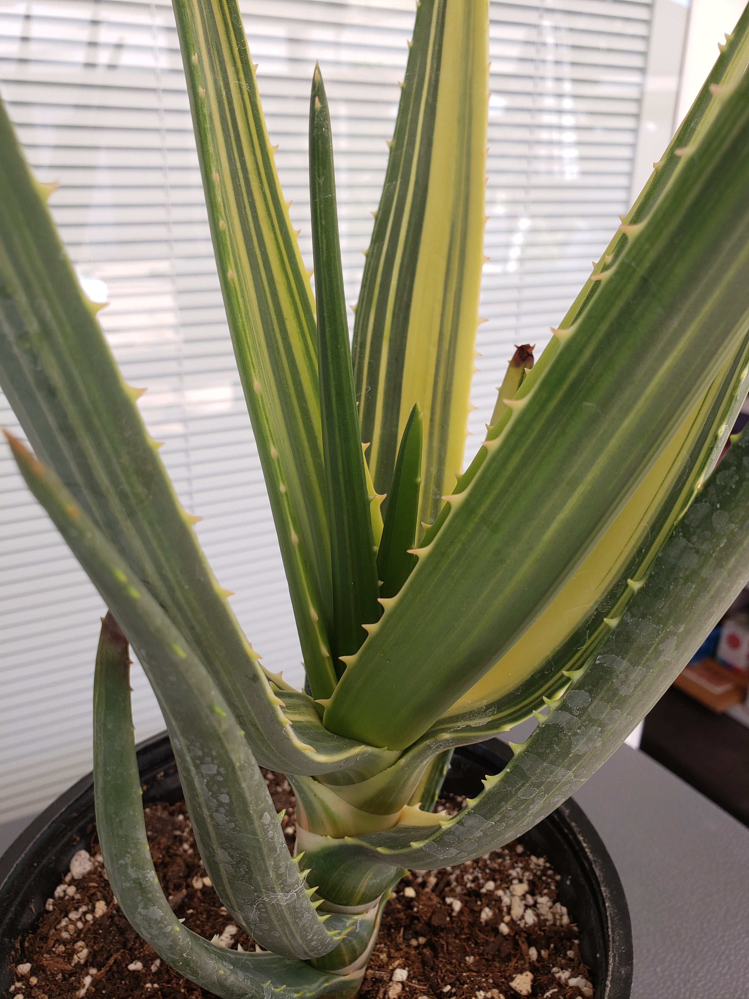 Aloe Hercules Variegated succulent - Rare - 15 inches tall - ship bare root.