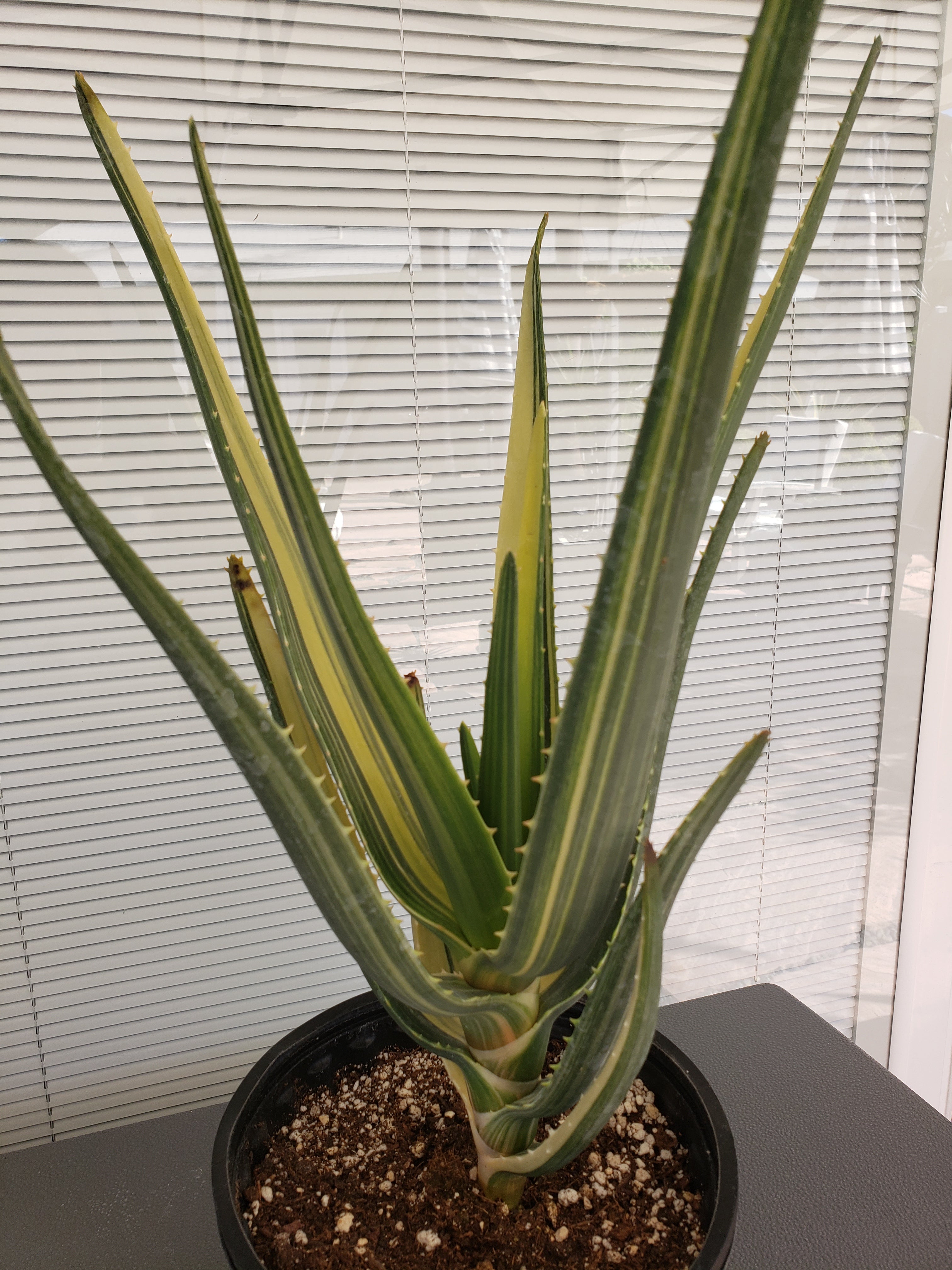Aloe Hercules Variegated succulent - Rare - 15 inches tall - ship bare root.