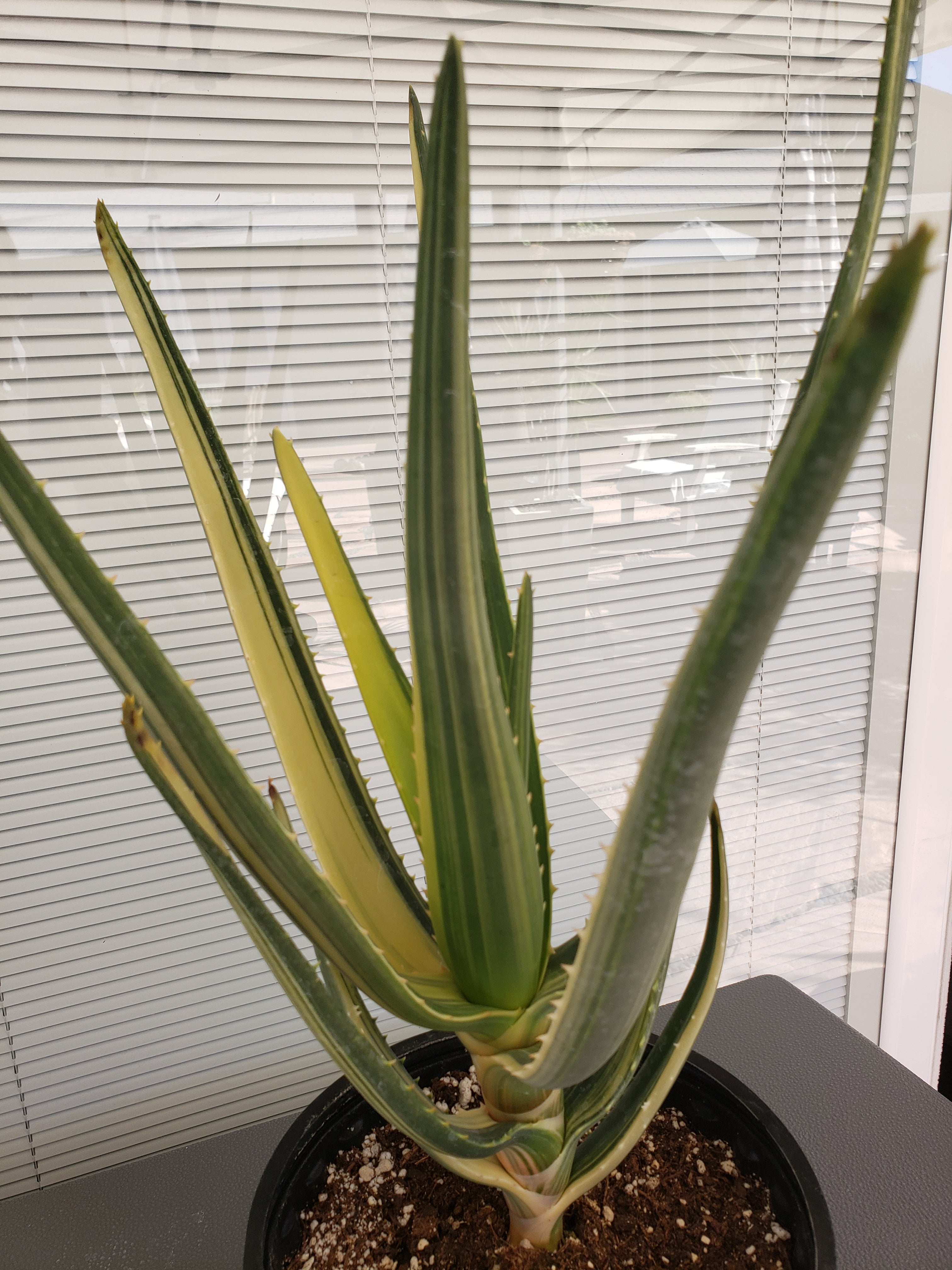 Aloe Hercules Variegated succulent - Rare - 15 inches tall - ship bare root.