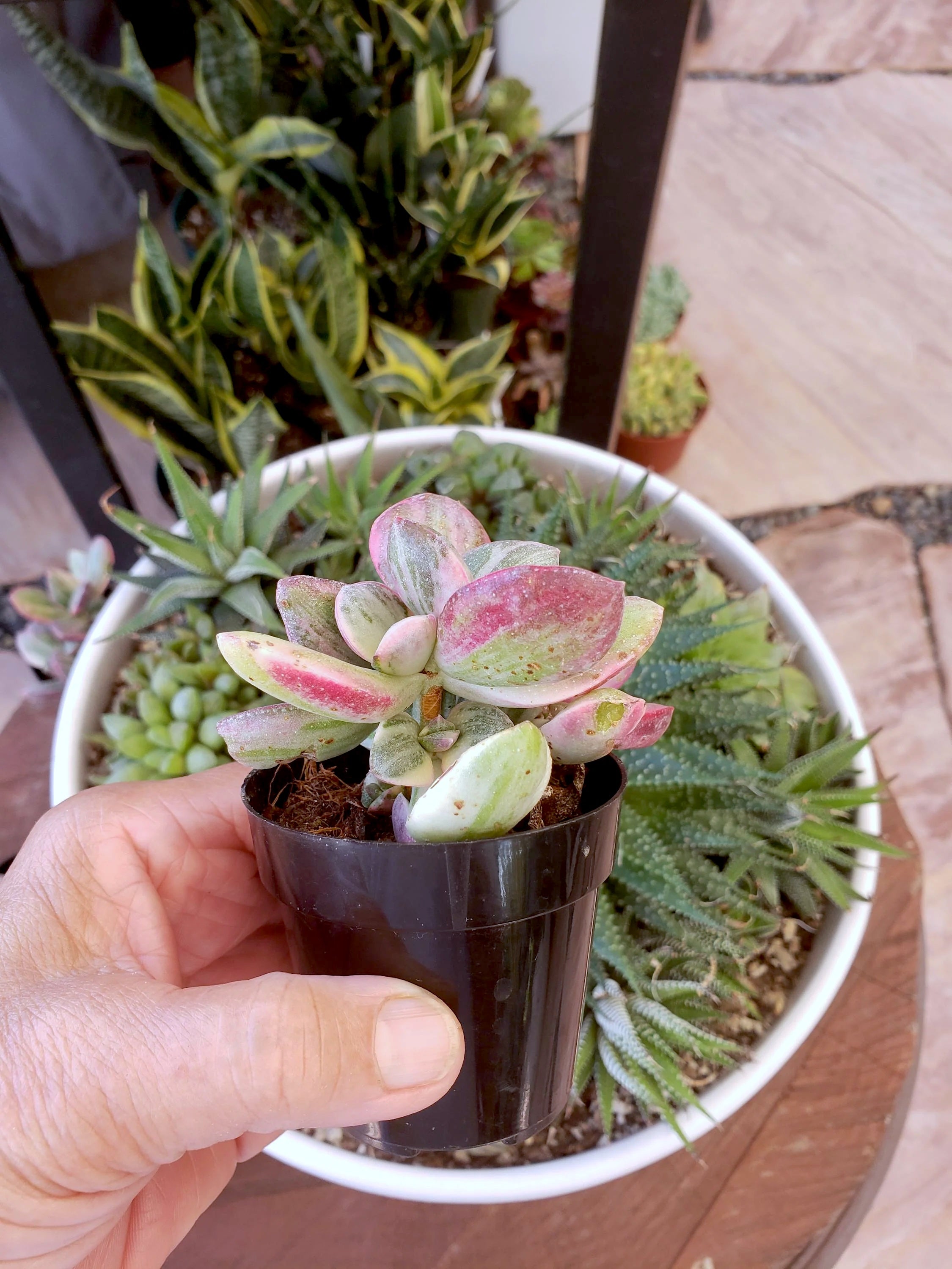 Crassula Rainbow Jade hybrid succulent - 4 inch pot. Rare.