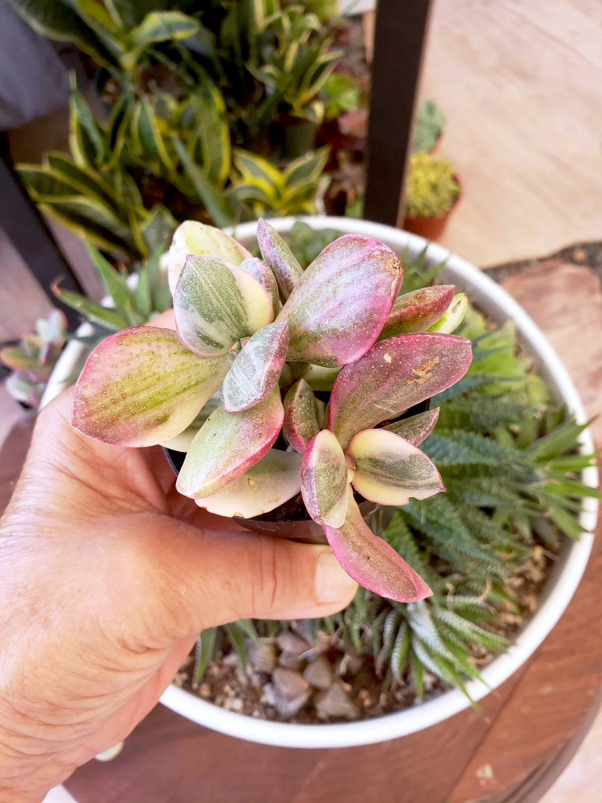 Crassula Rainbow Jade hybrid succulent - 4 inch pot. Rare.